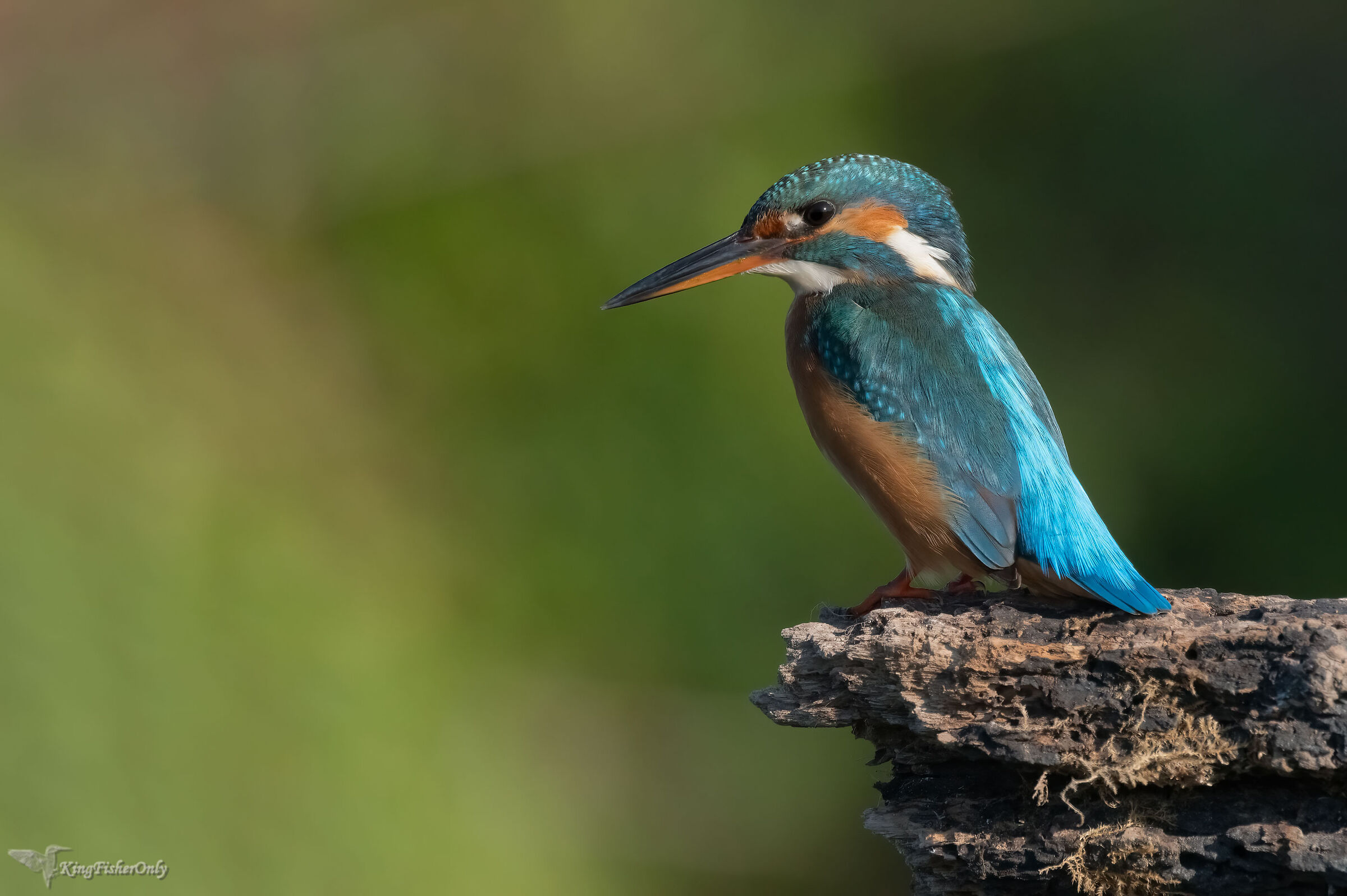 Kingfisher