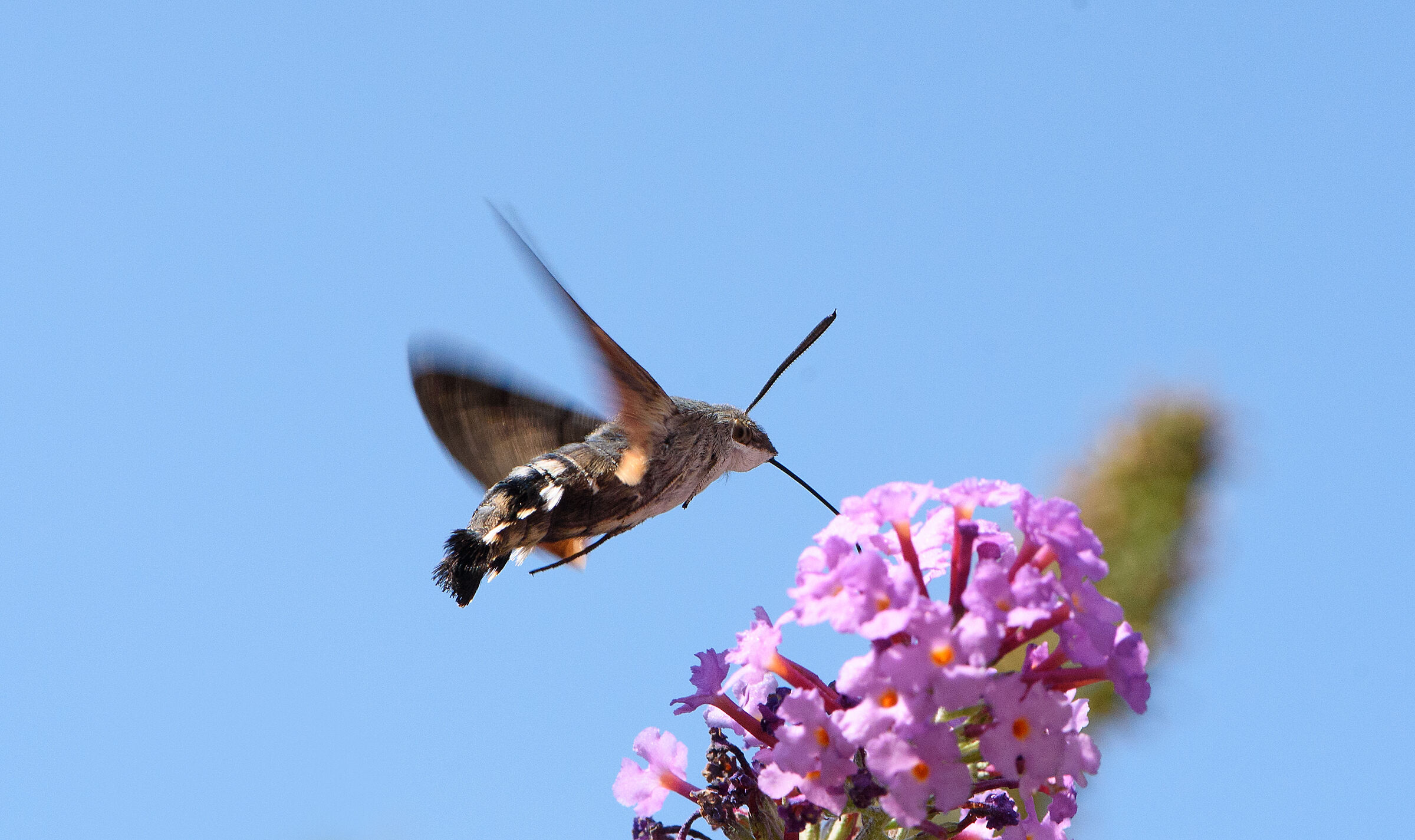 Macroglossum stellatarum