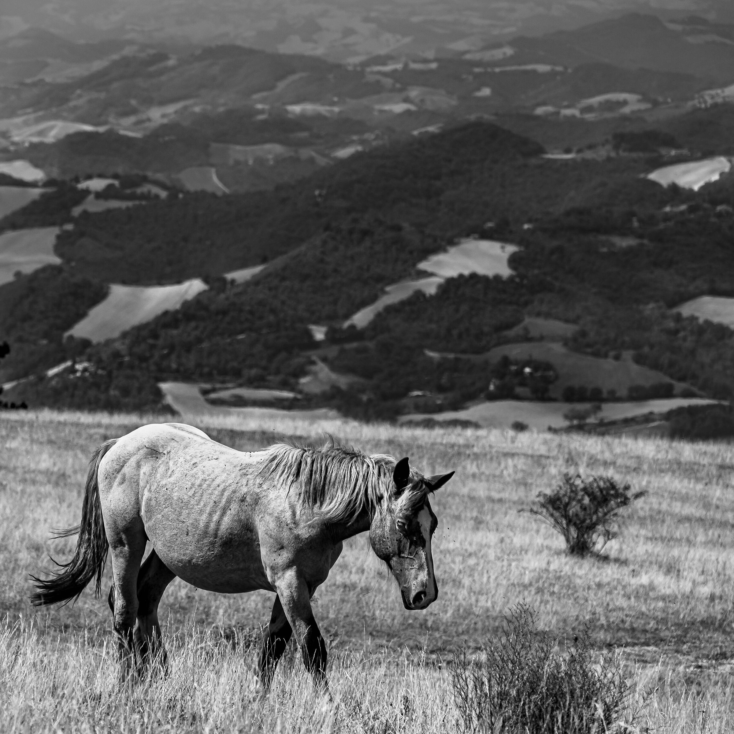 Wild Horses at Furlo