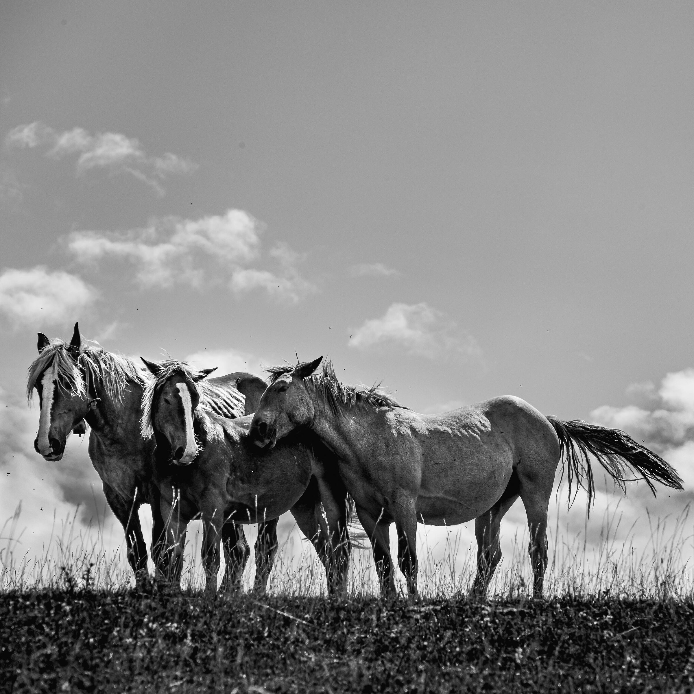 Wild Horses at Furlo
