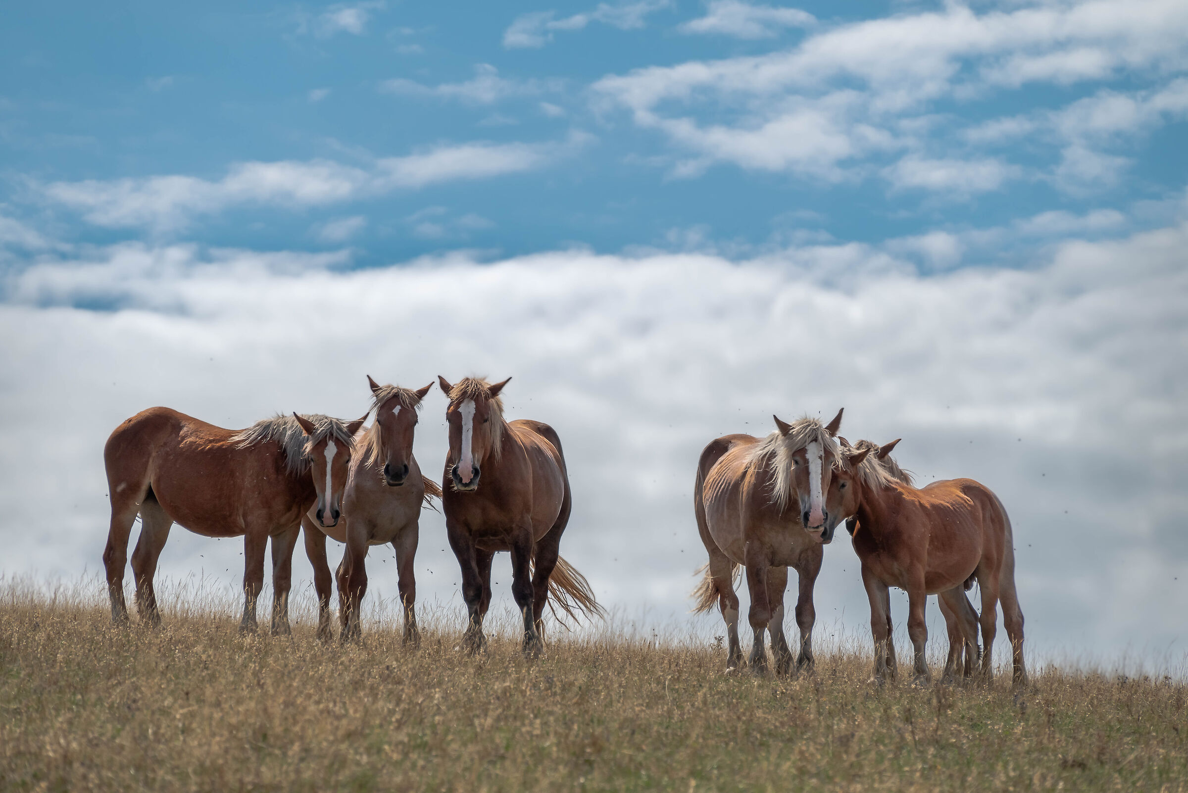 Wild Horses at Furlo