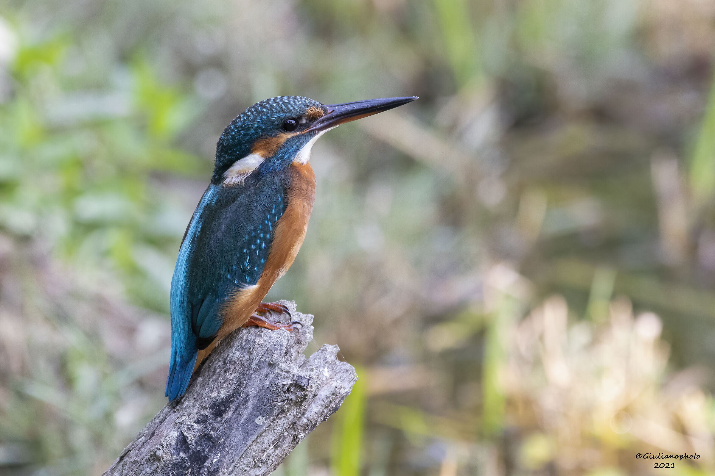 Kingfisher