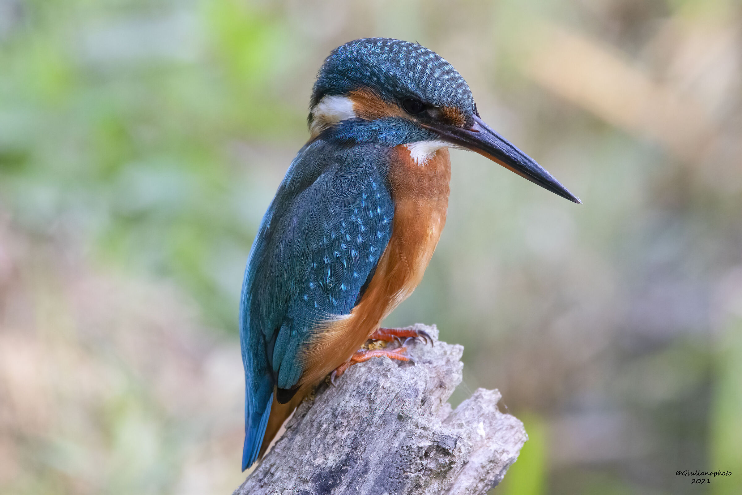 Kingfisher