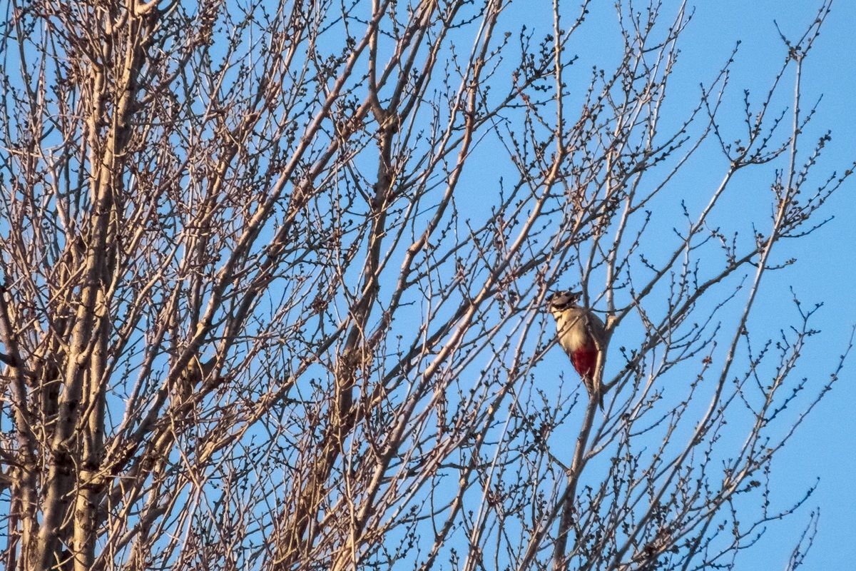 Niente da picchiare....