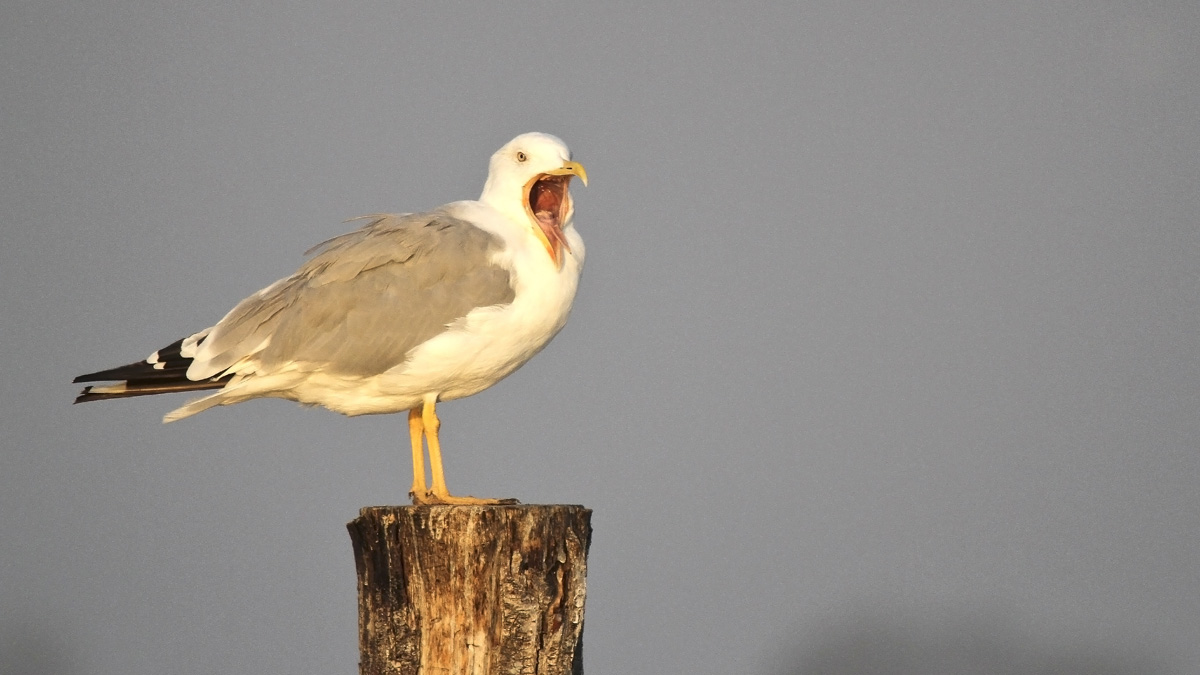 The cry of the gull