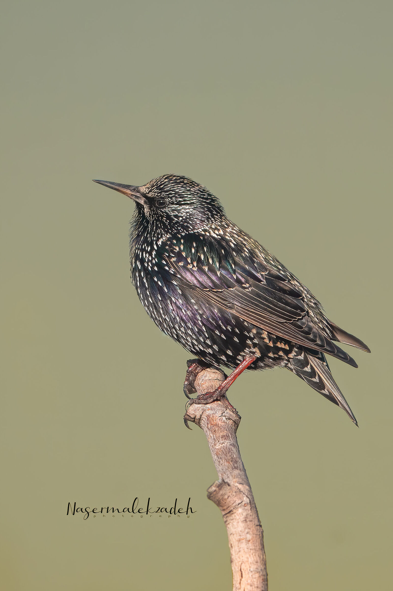 Starling