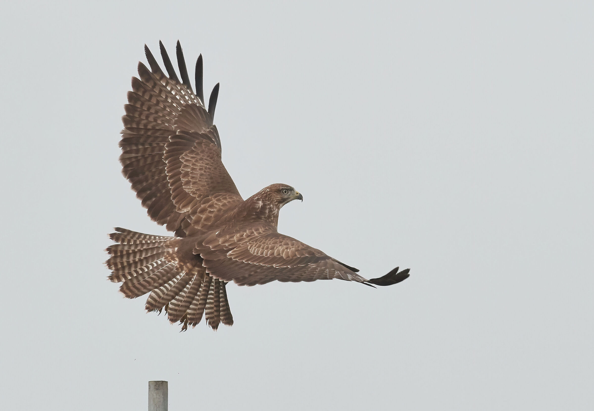 European common Buzzard (Buteo buteo)