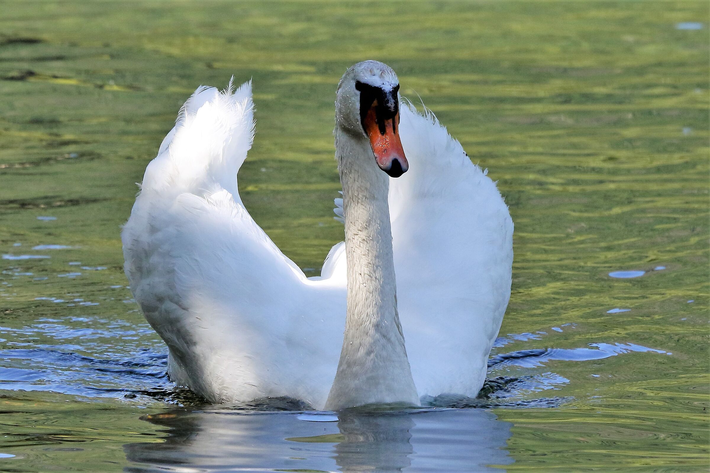 swan