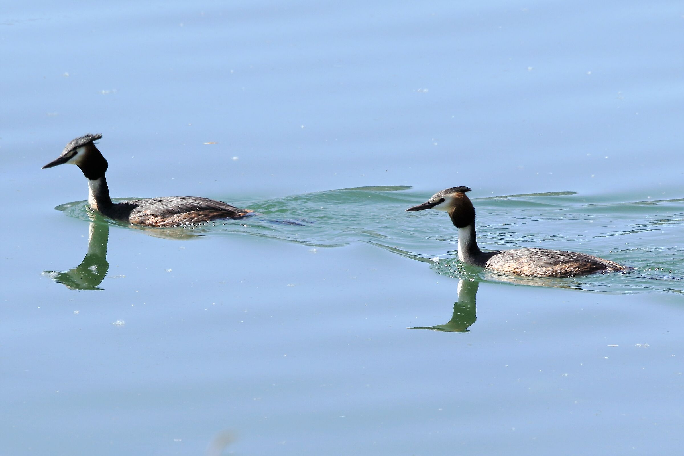 Grebes