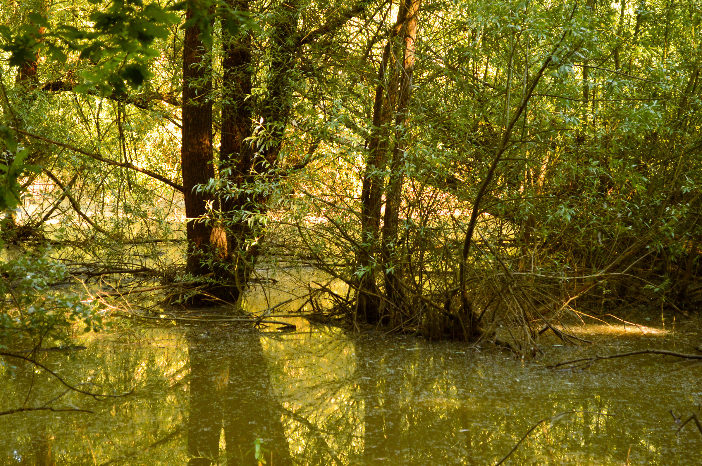 Reflections in the pond