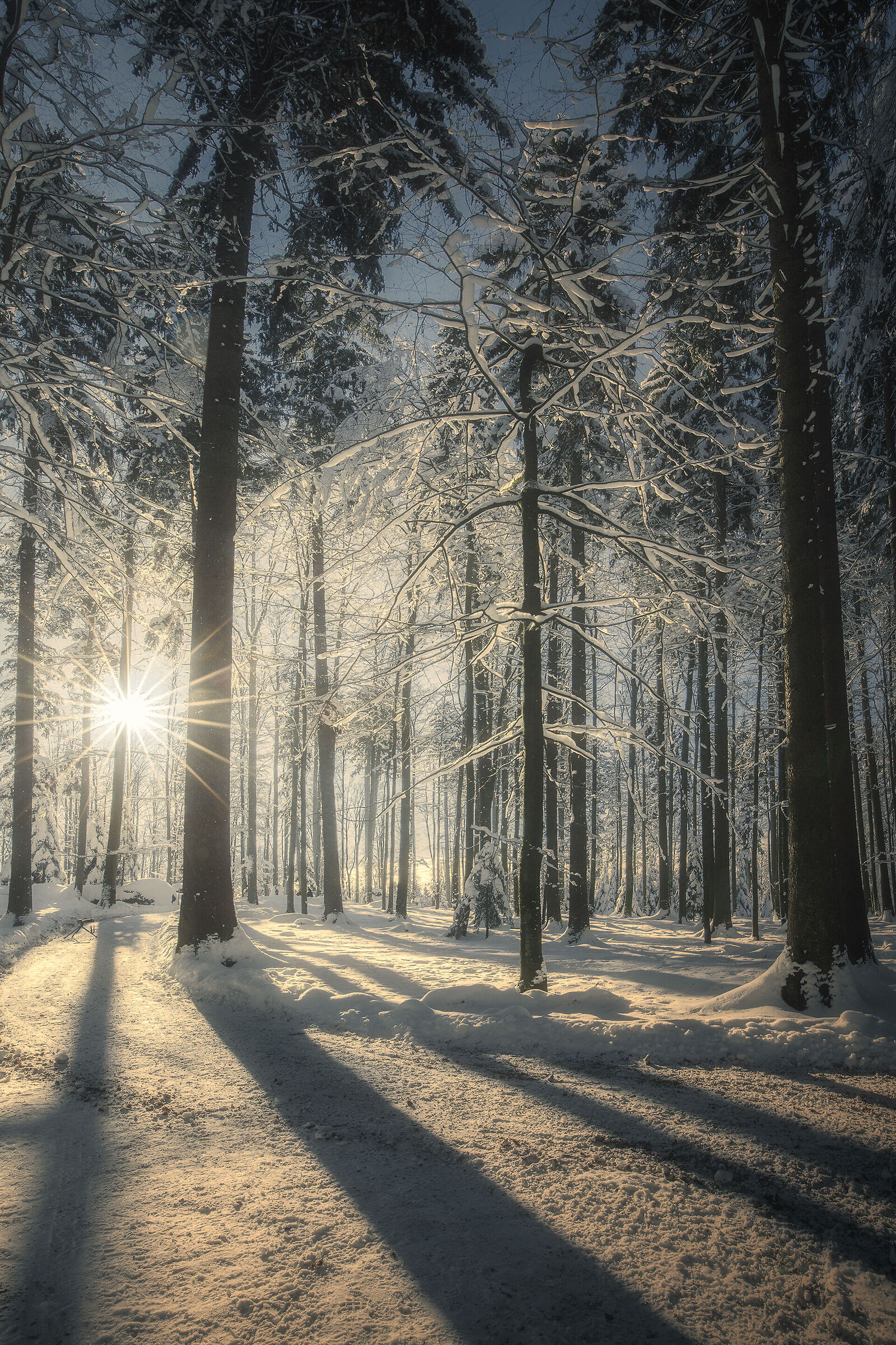 Foresta Nera