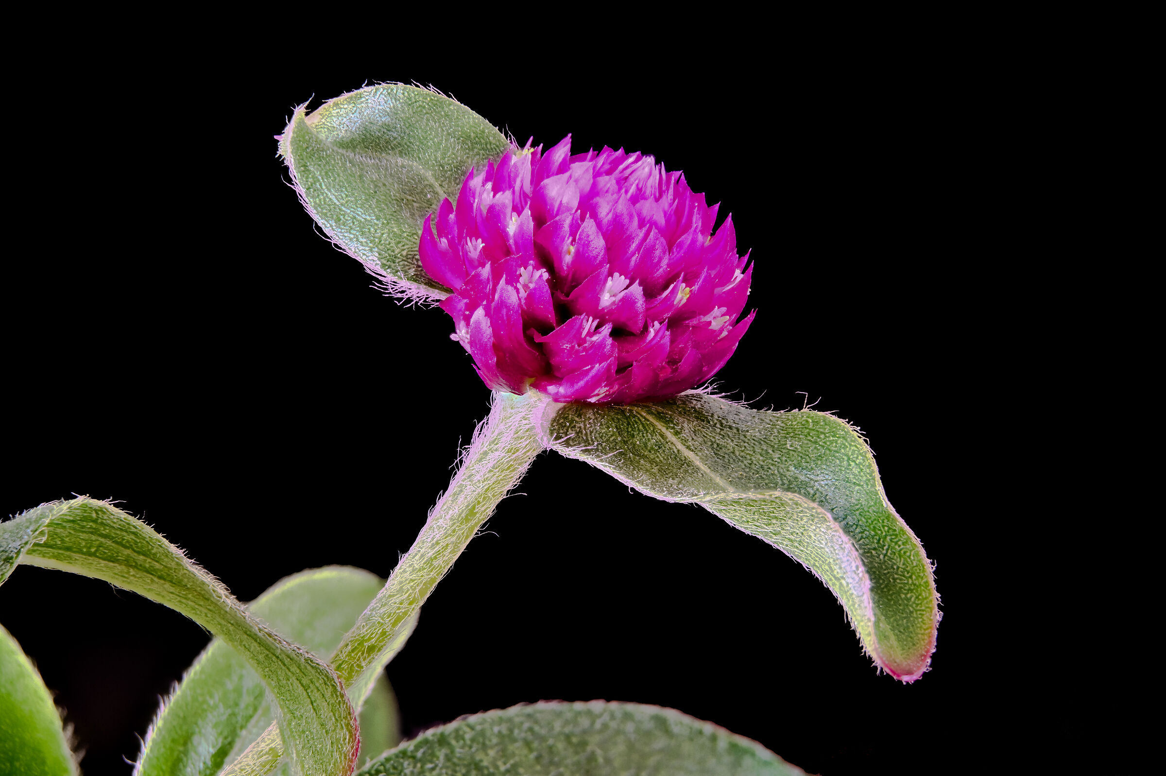 Gomphrena Globosa