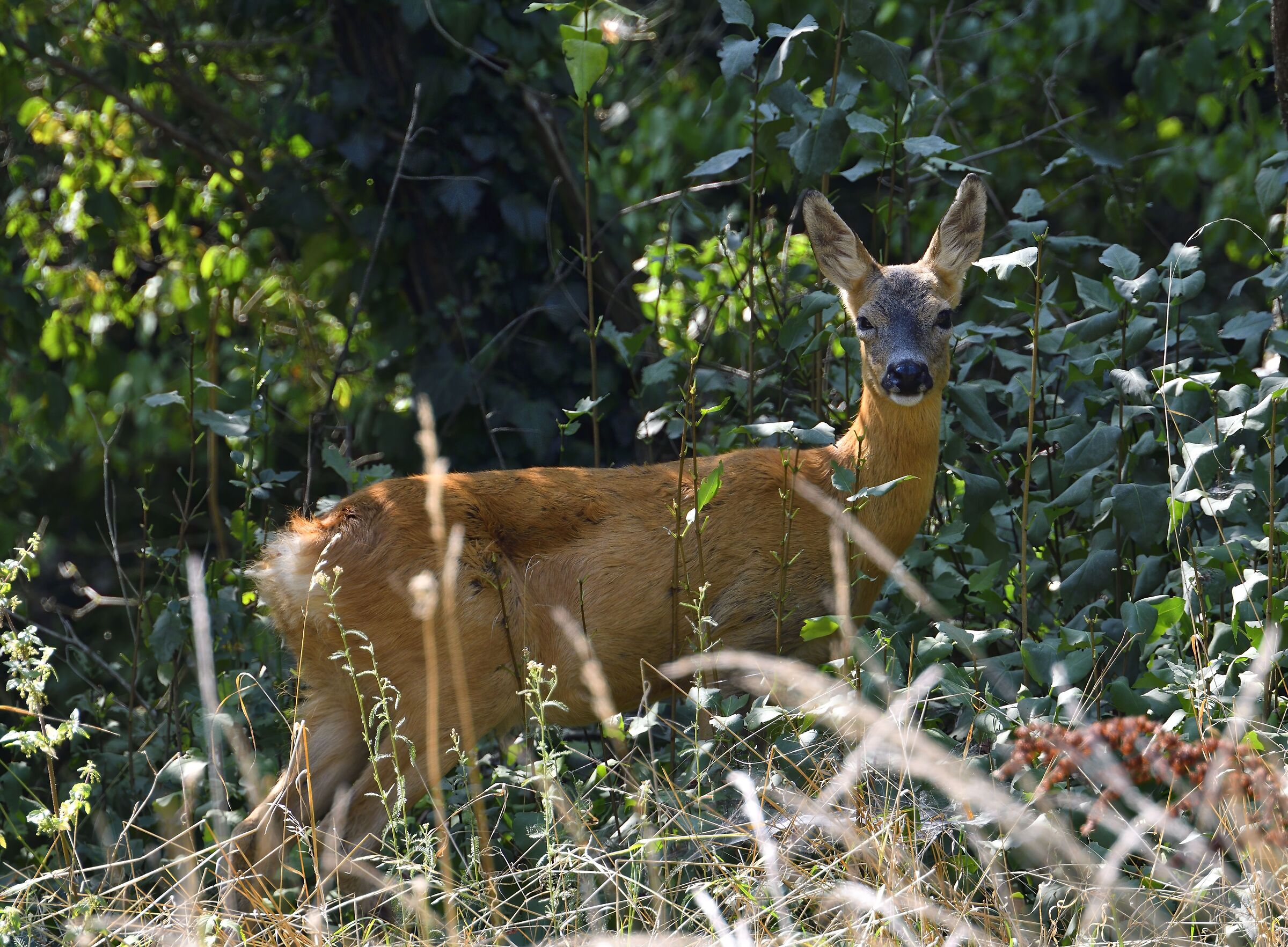 Incontro nel bosco ...