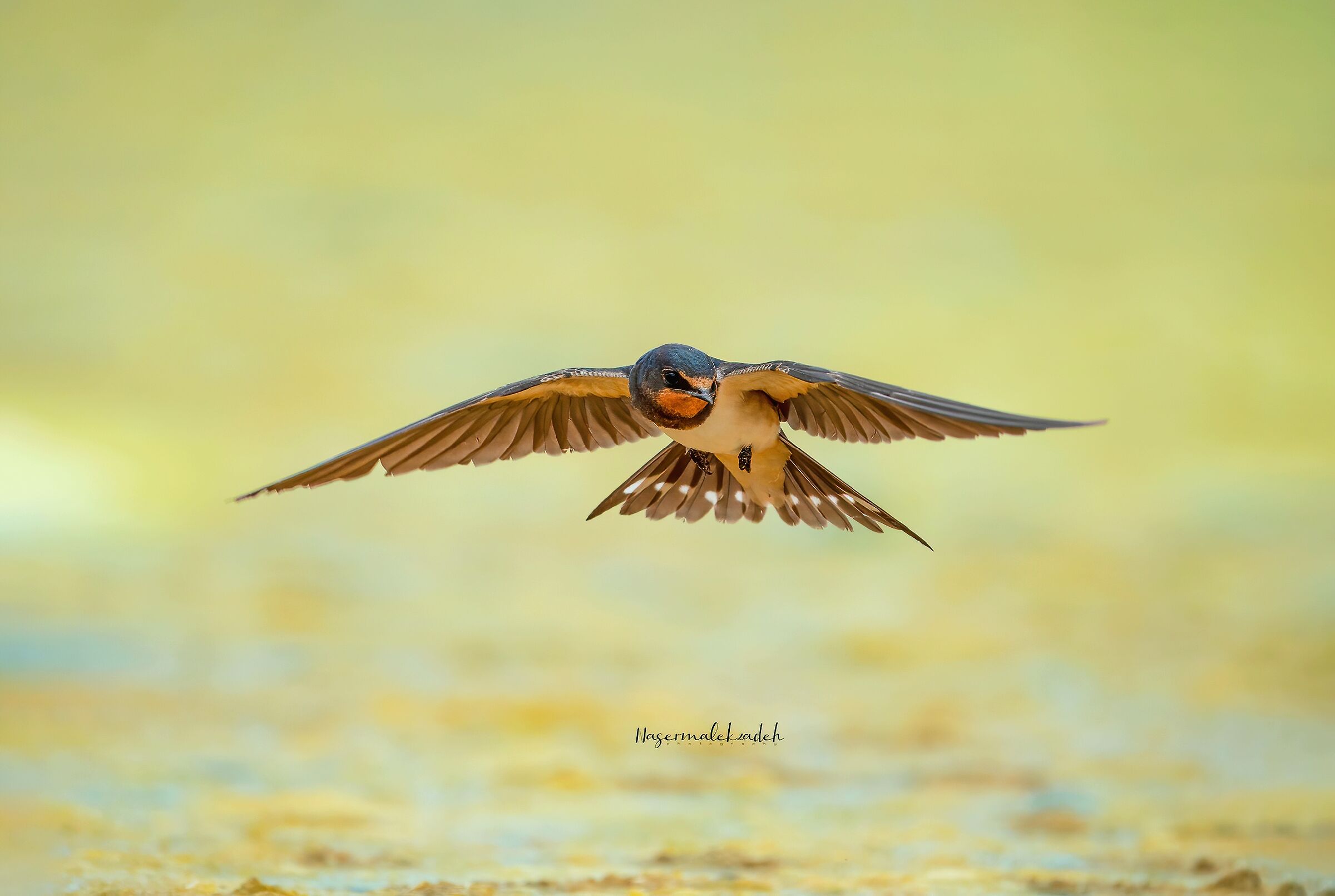 Barn swallow