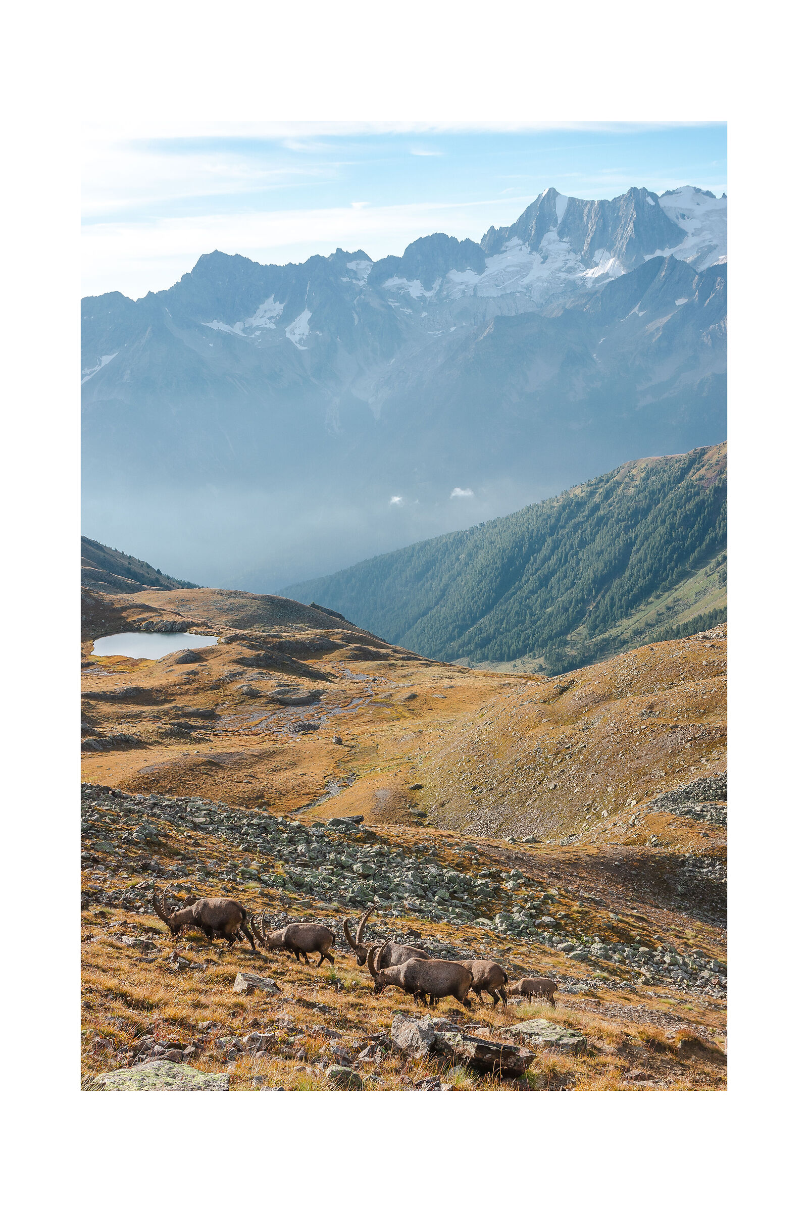 Pasture at high altitude