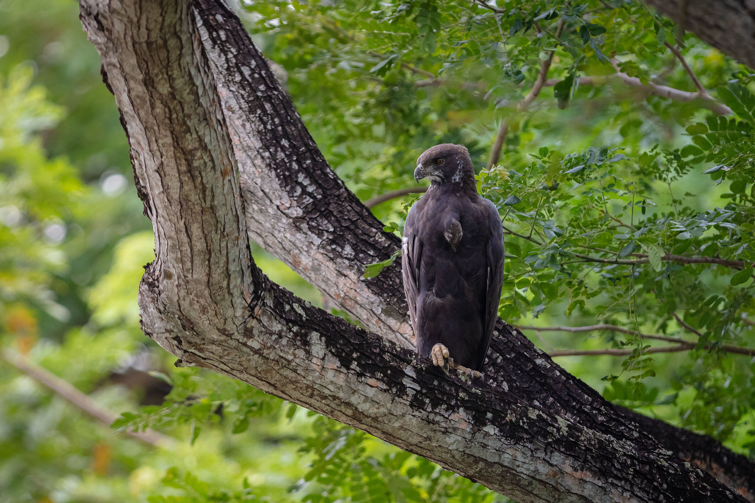 Aquila dal ciuffo variabile - Singapore
