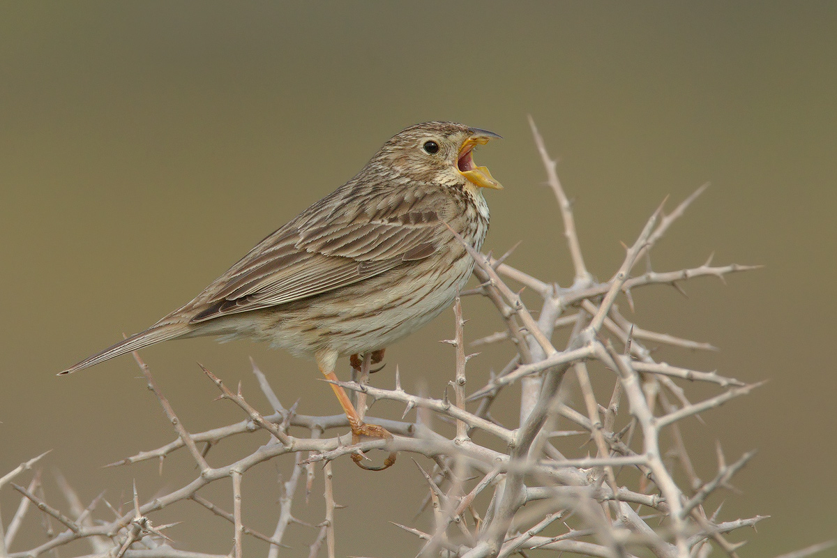 Strilla strillozzo....