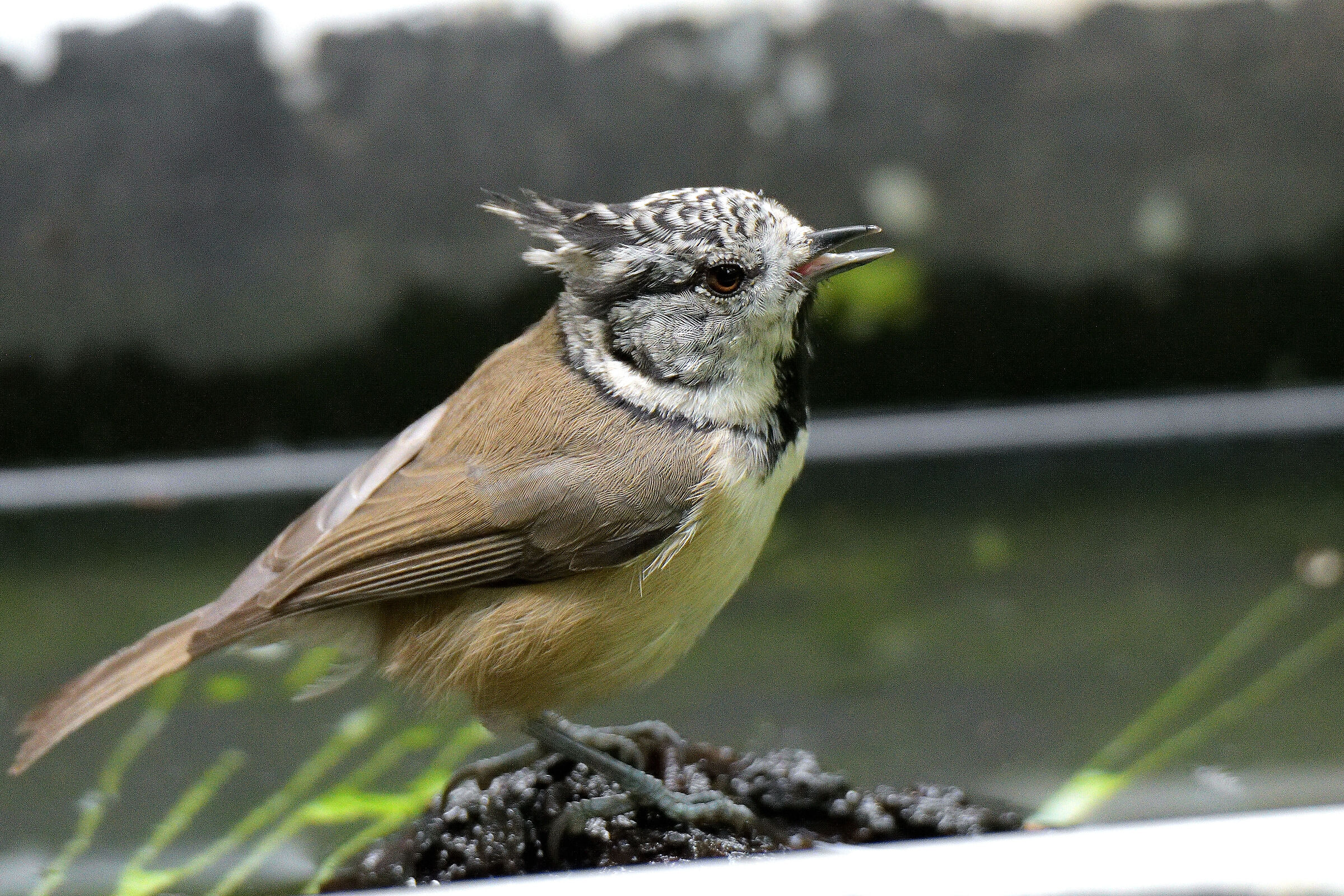 cincia dal ciuffo in Brianza