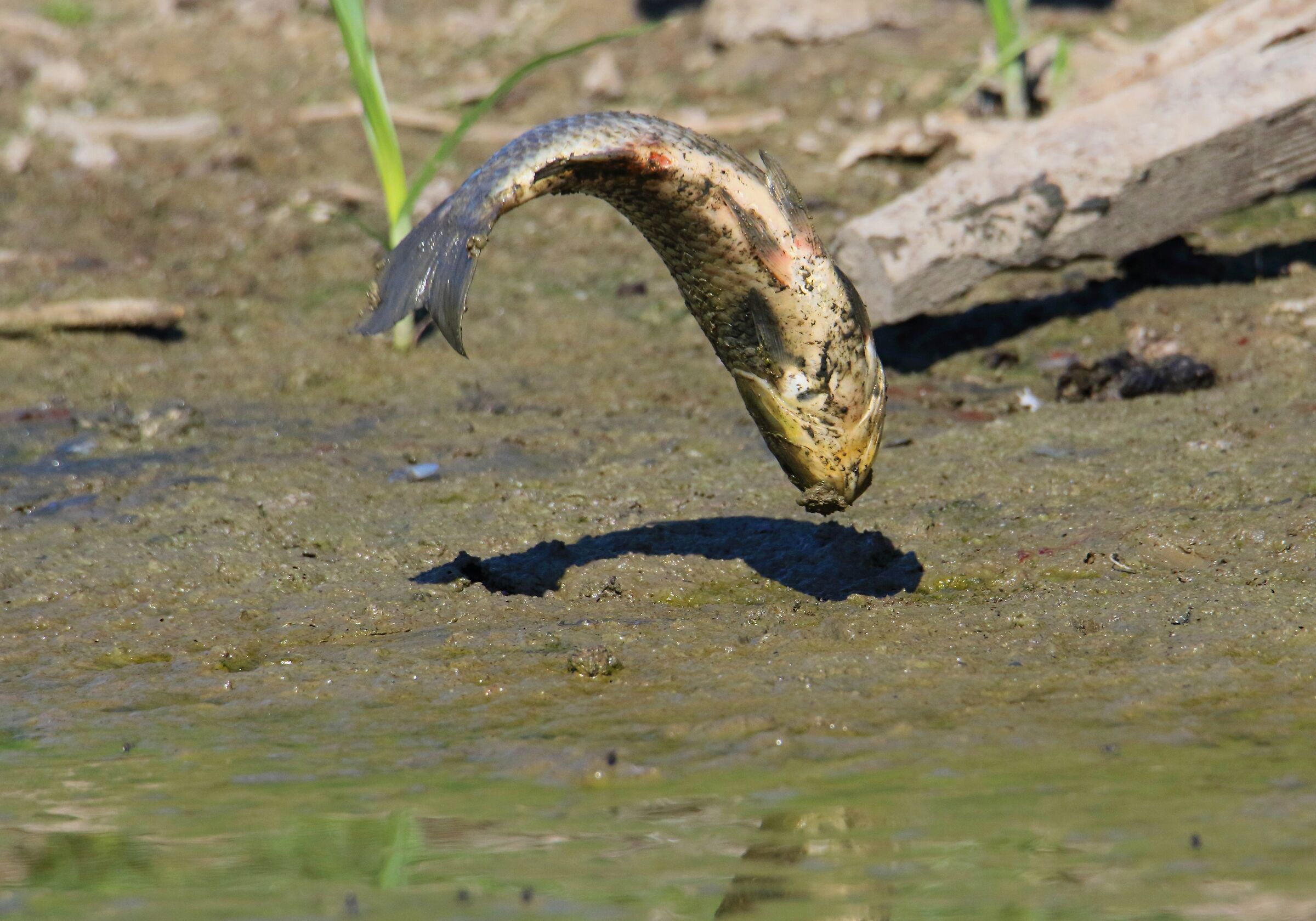 Il salto (inutile) della carpa