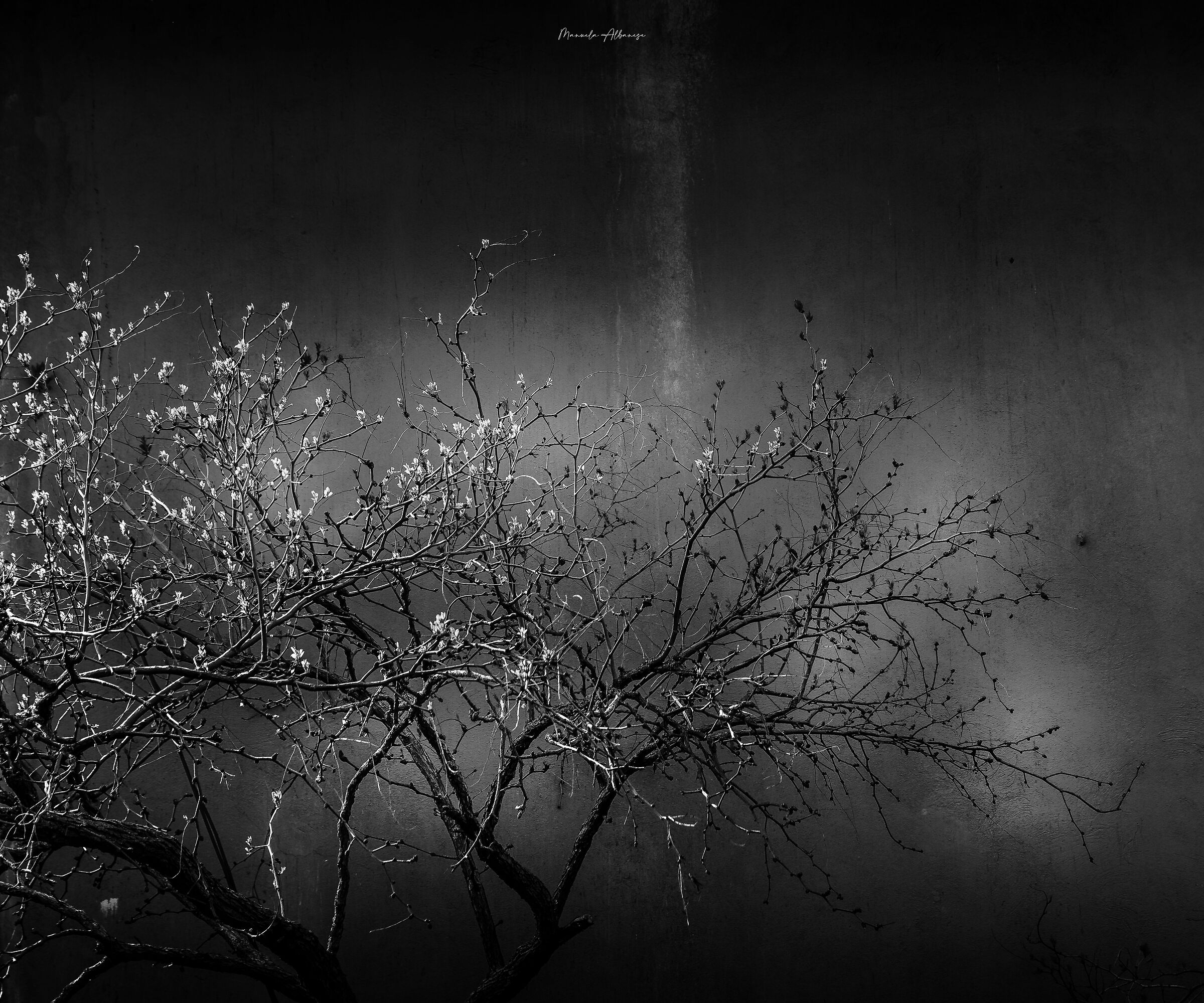 L'albero delle Giuggiole