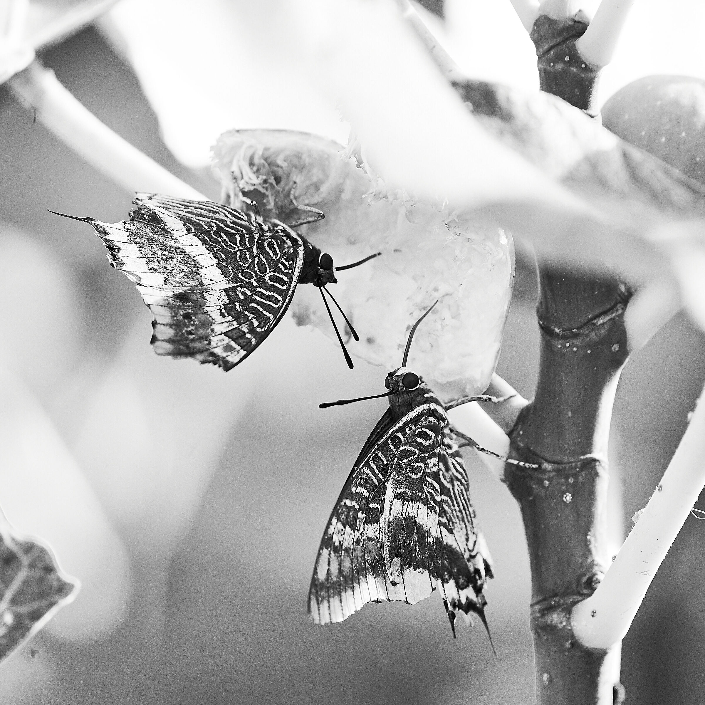 Afternoon snack b/w