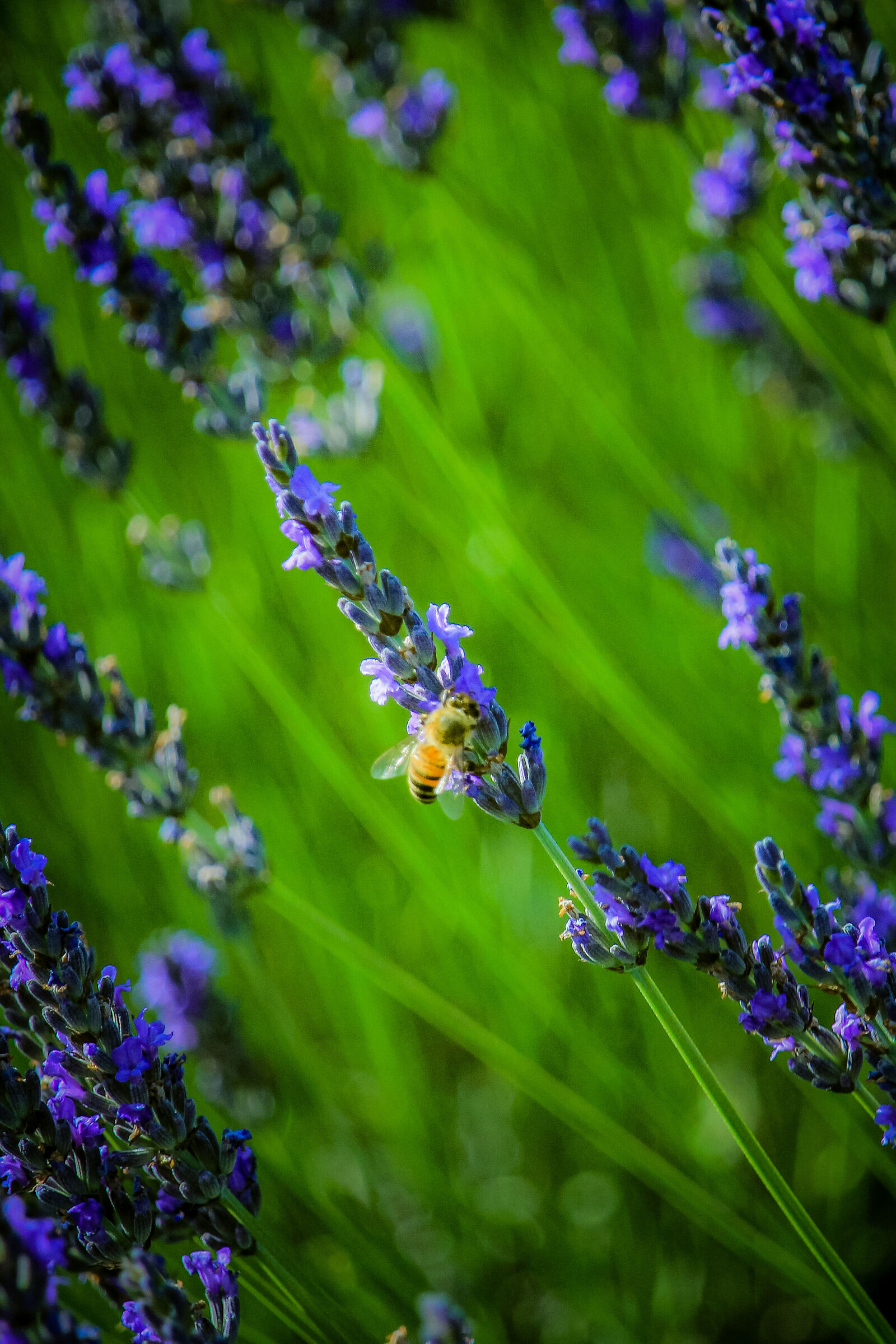 Natura al lavoro