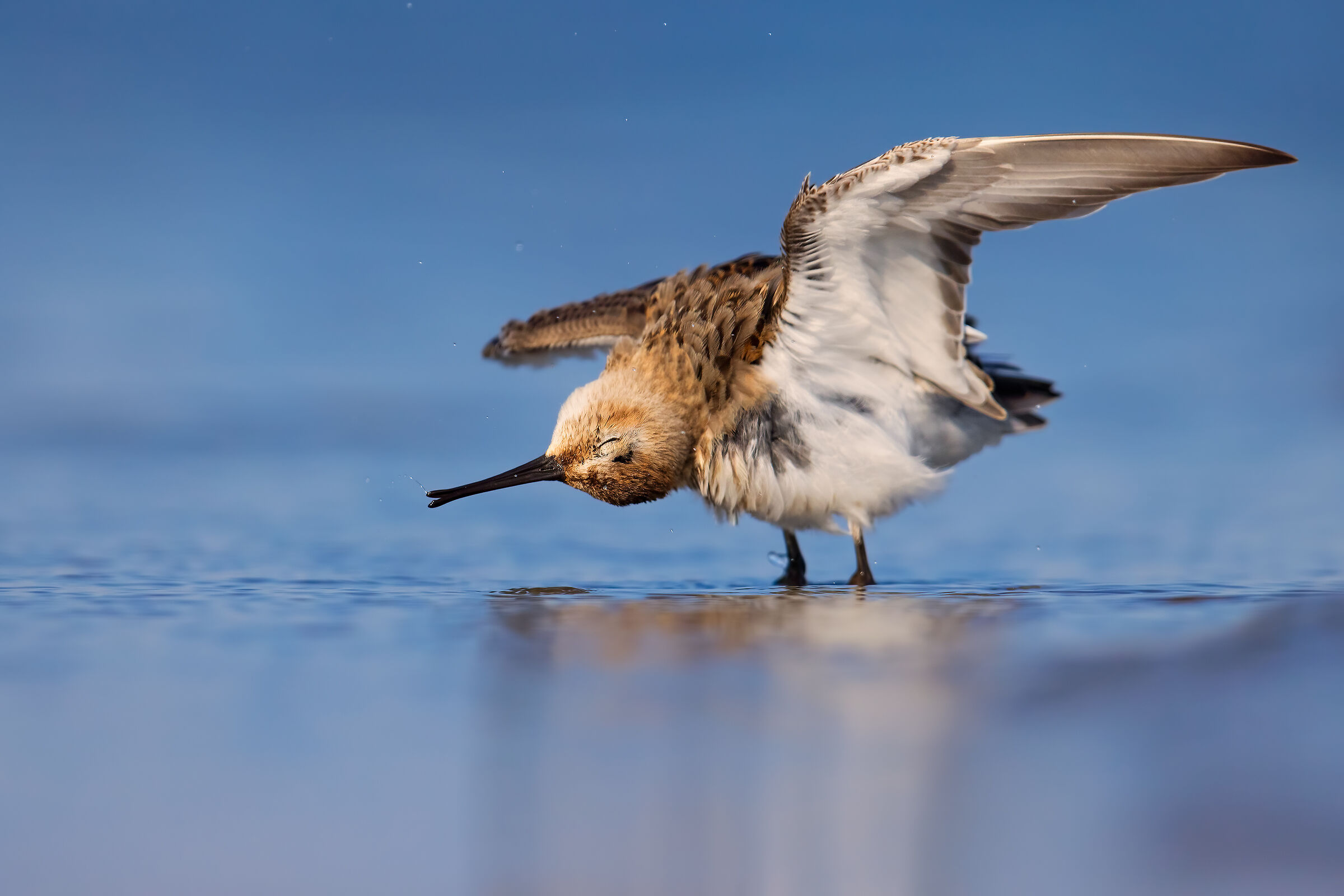 Dunlin