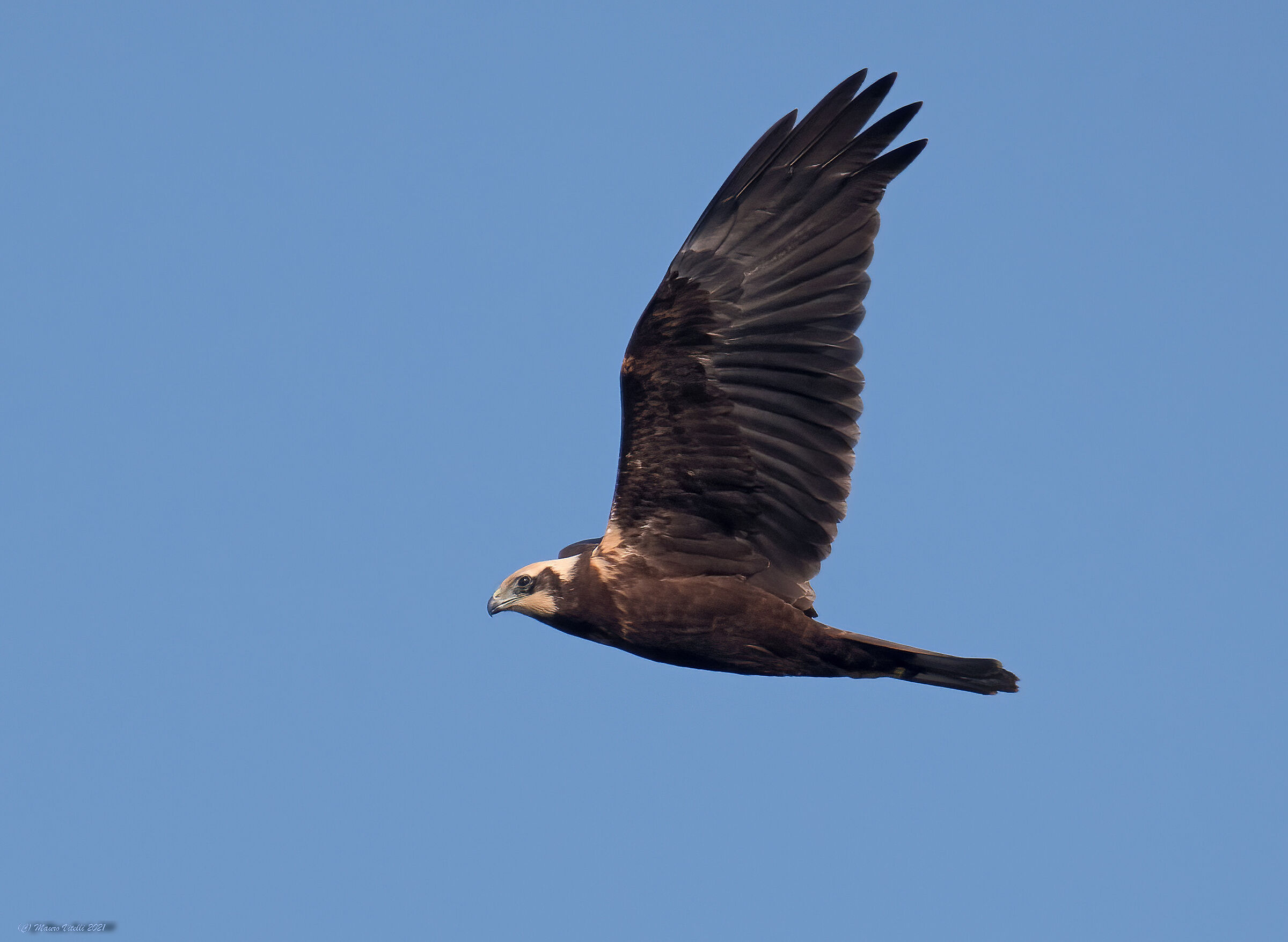 Marsh falcon (Circus aeruginosus) female