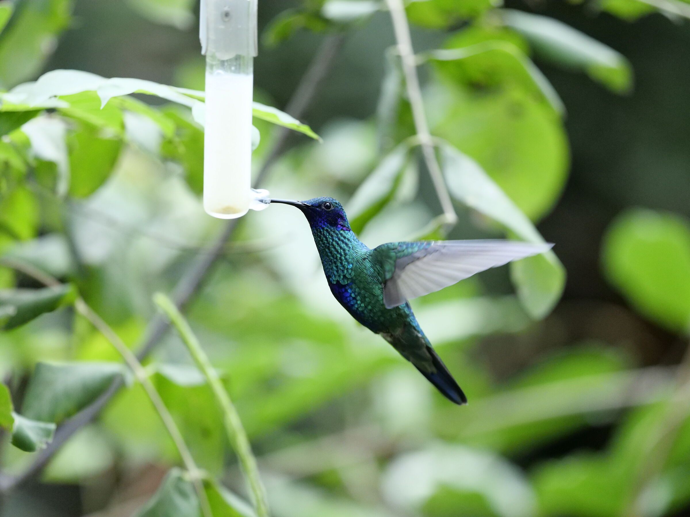 hummingbird