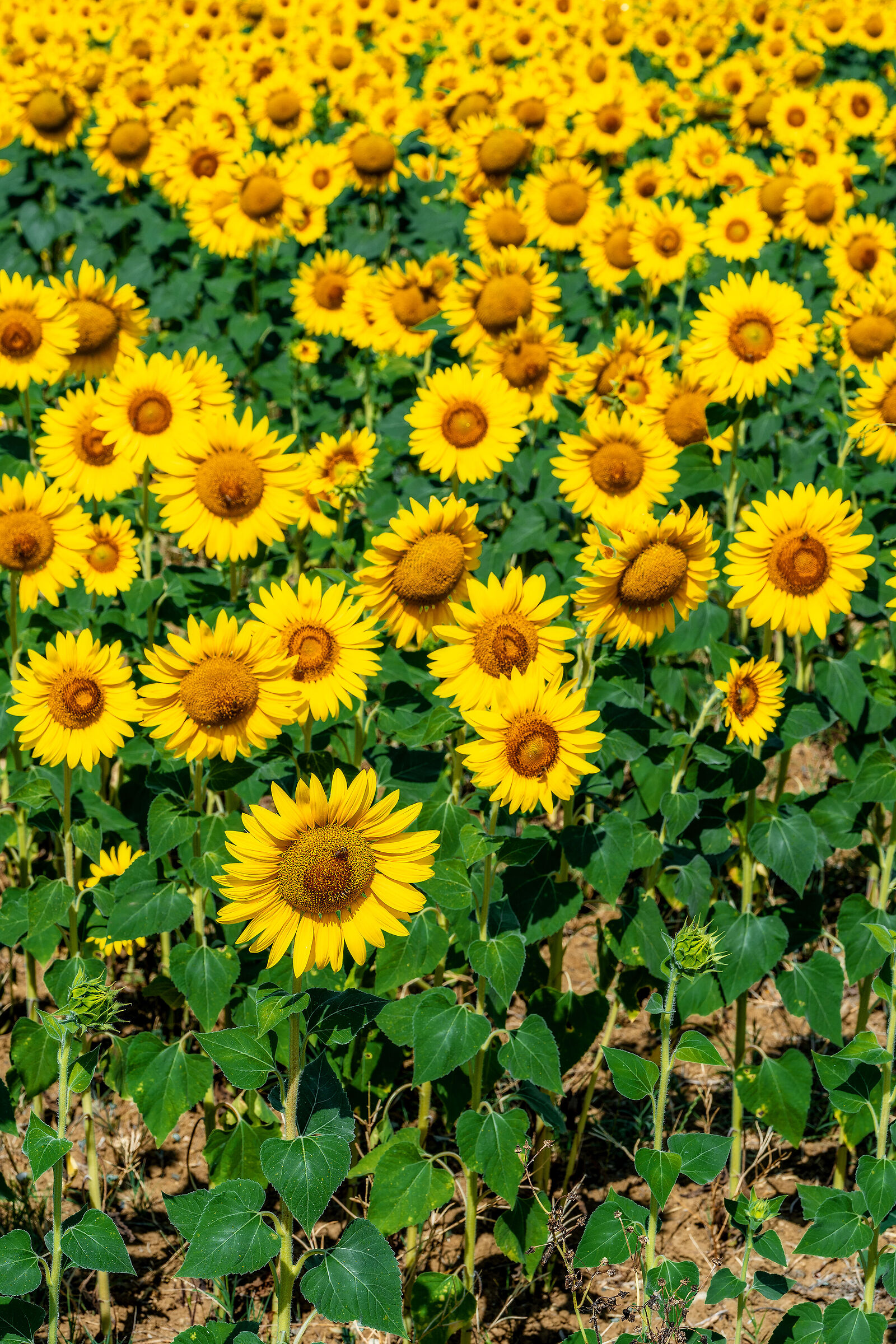 Sunflowers