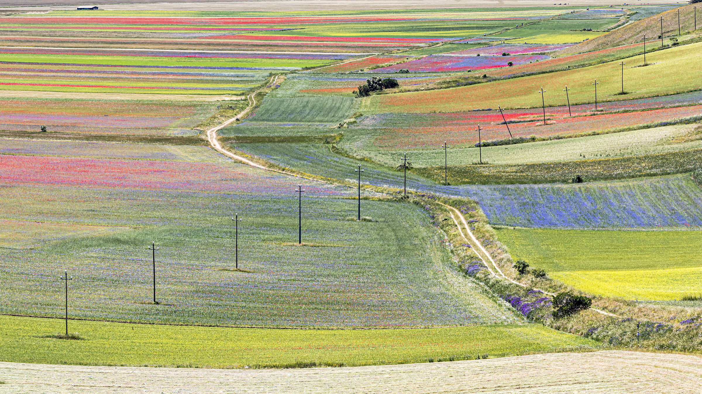 Flowering view Castelluccio