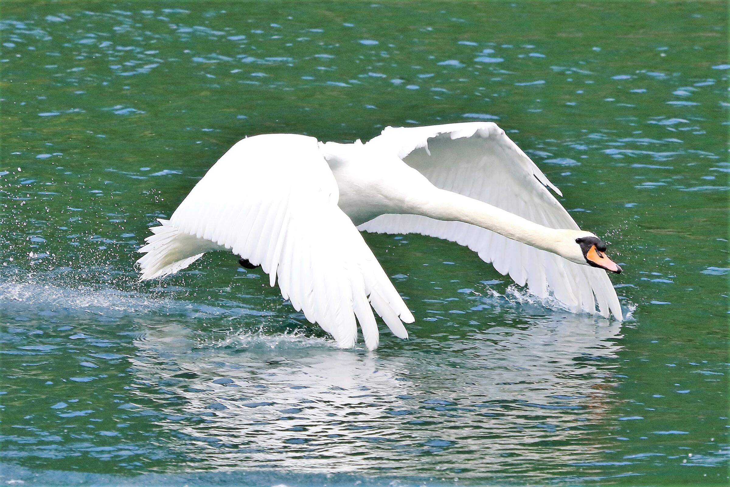 swan