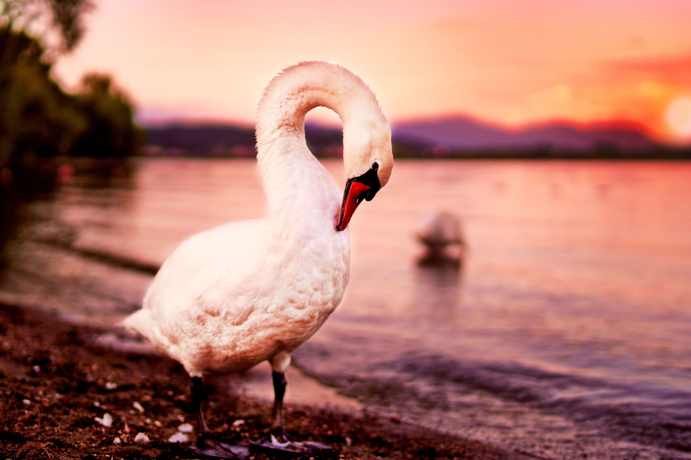 Swan and sunset
