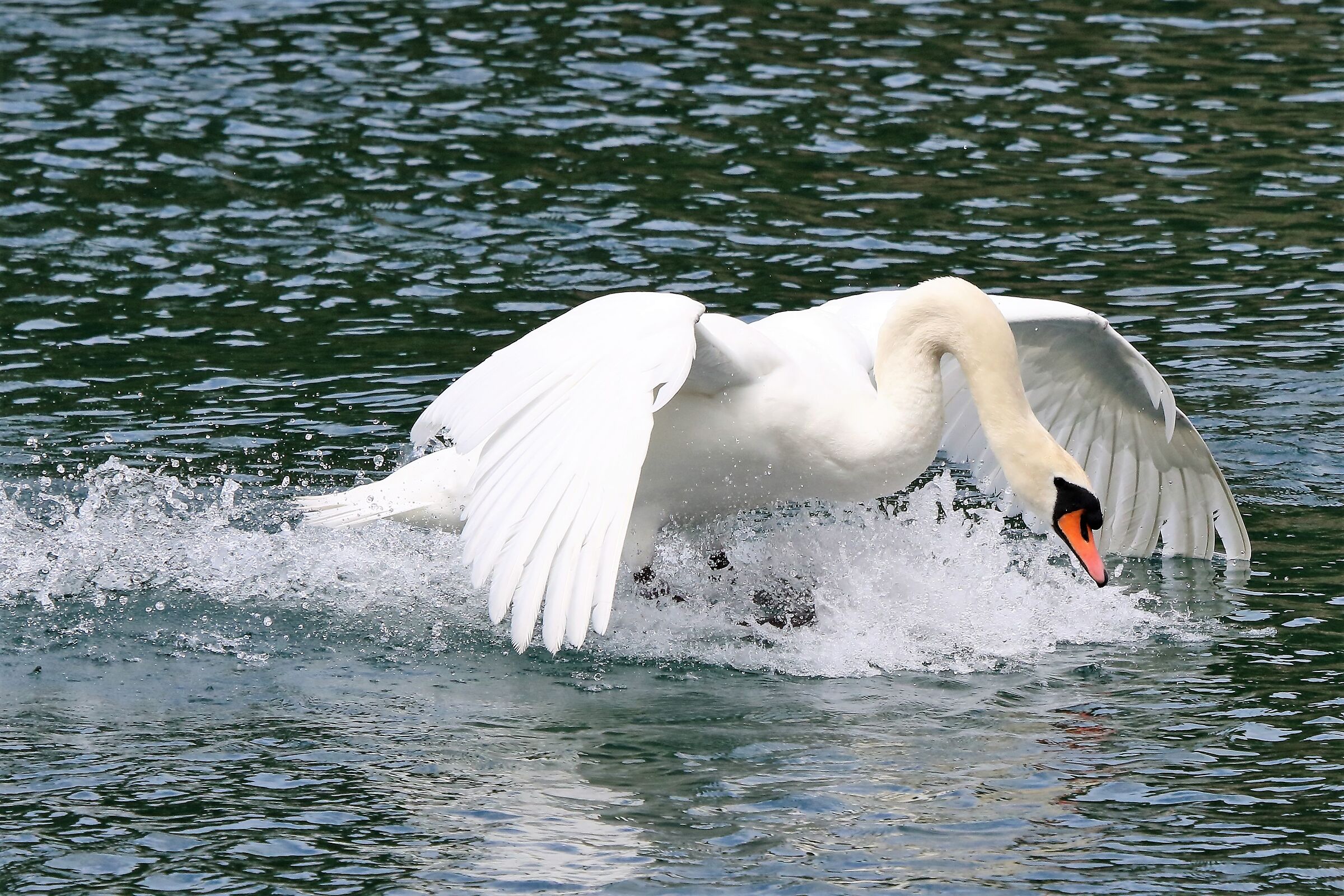 Swan