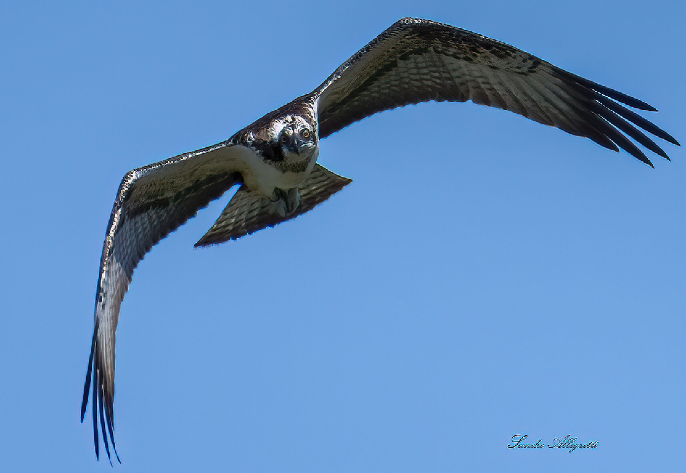 The osprey (Pandion haliaetus)