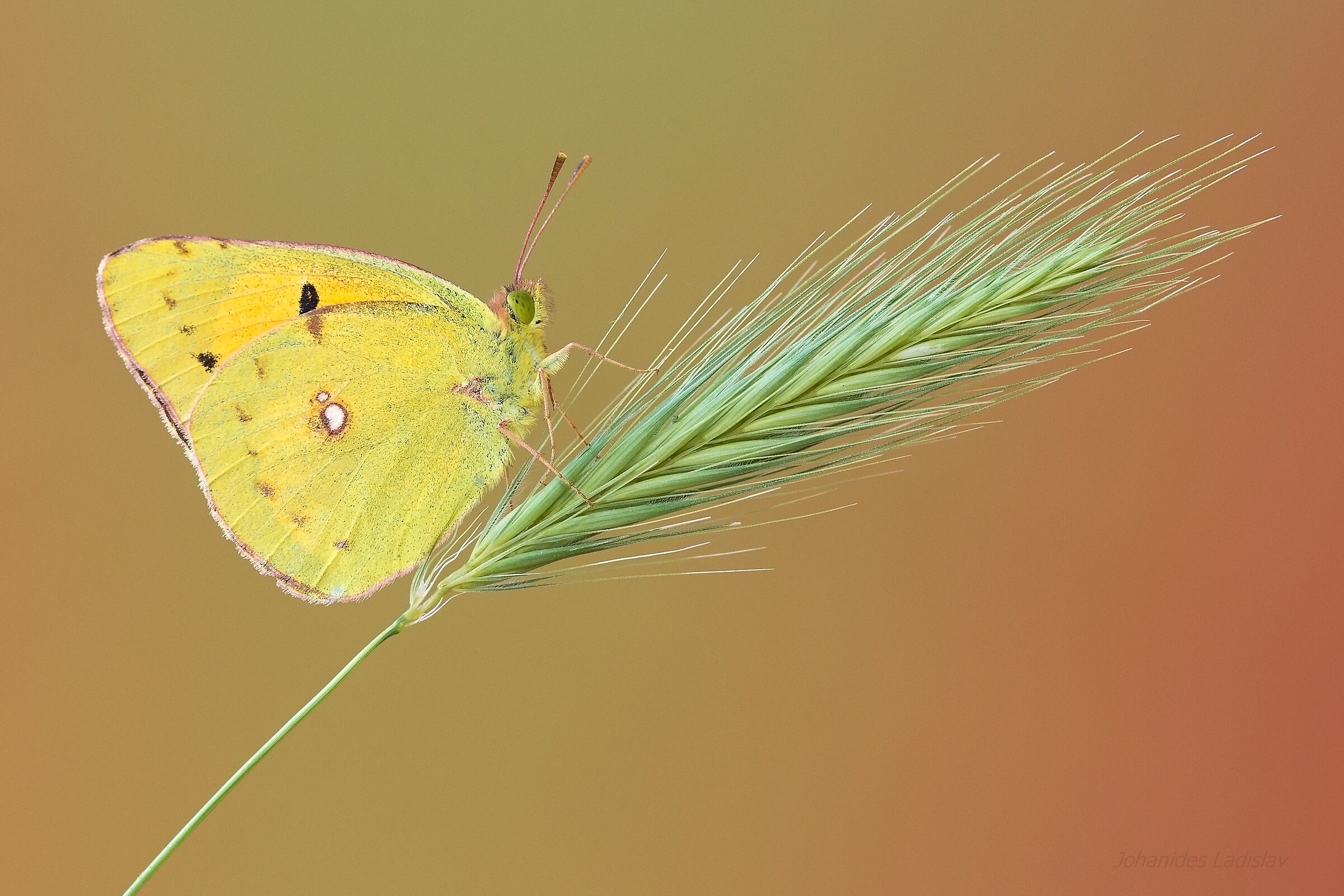 Colias crocea (male)
