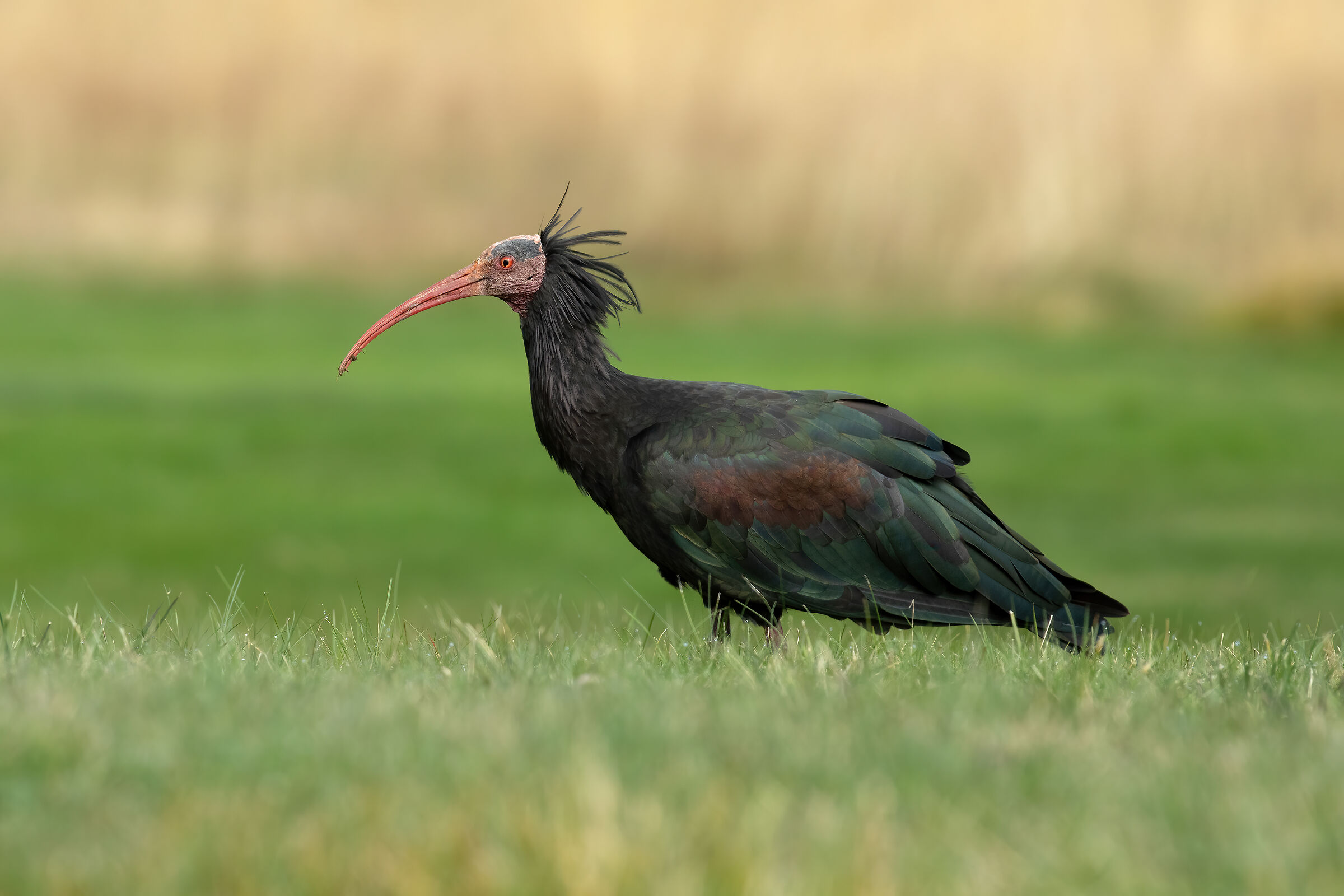 Ibis Eremita