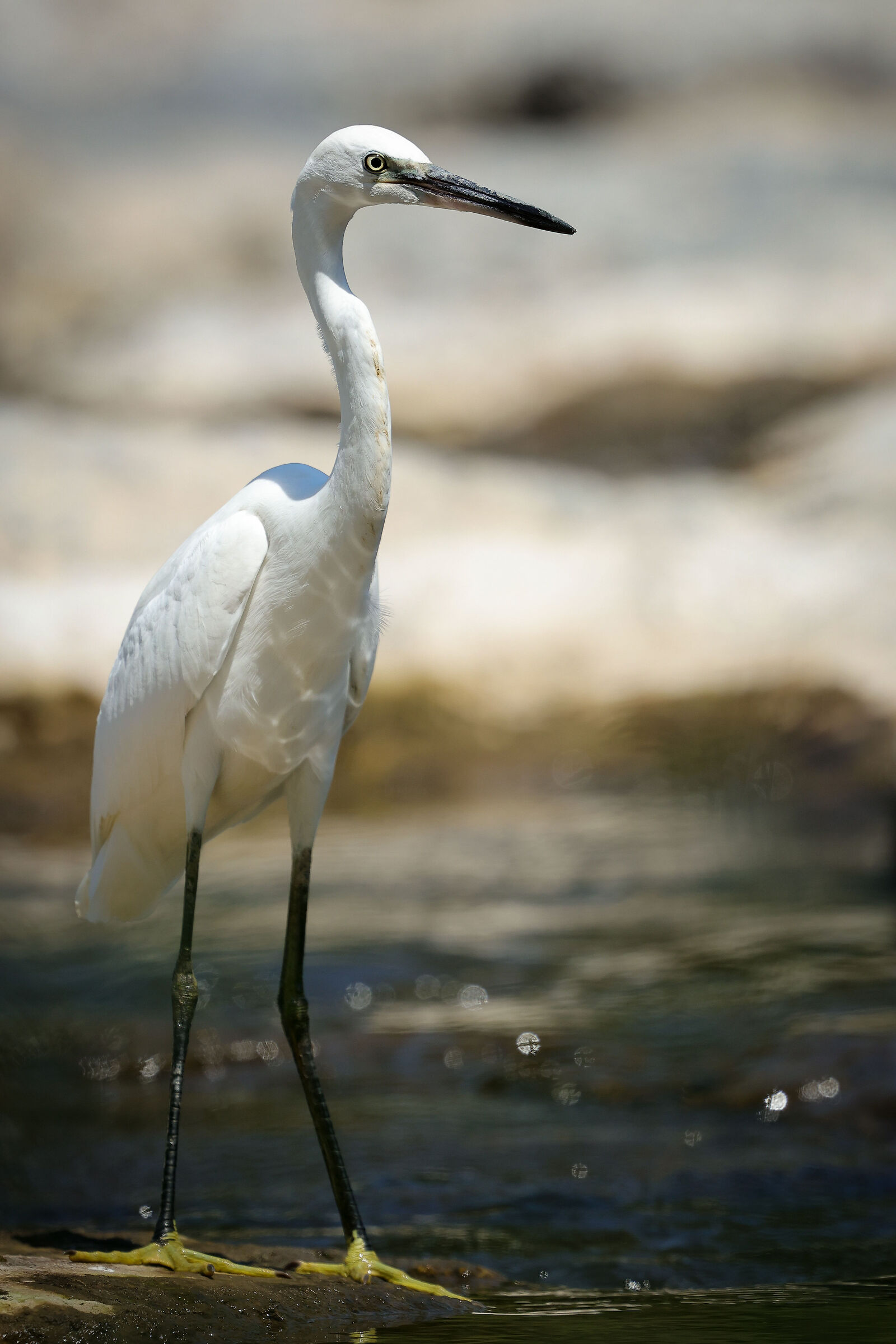 Egret (Egretta eulophotes)