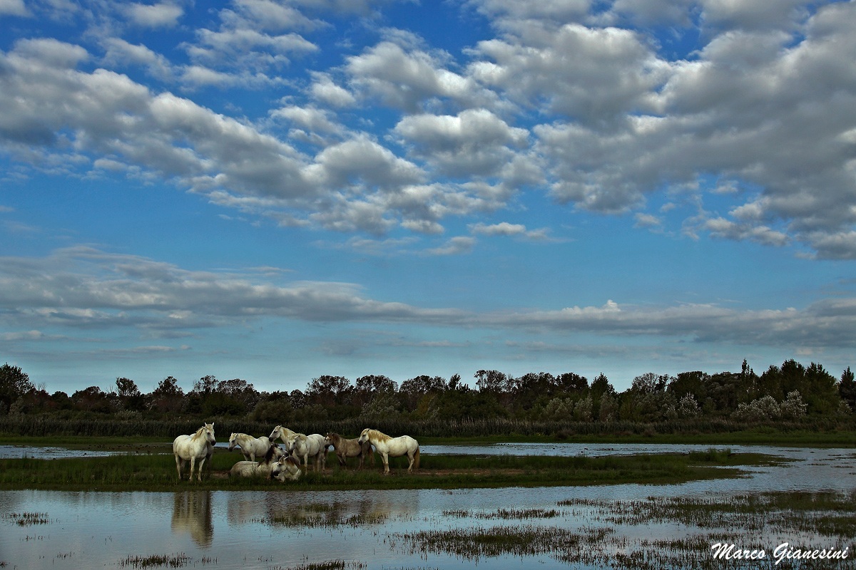Cavalli Camargue