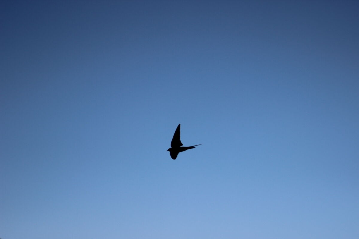 form