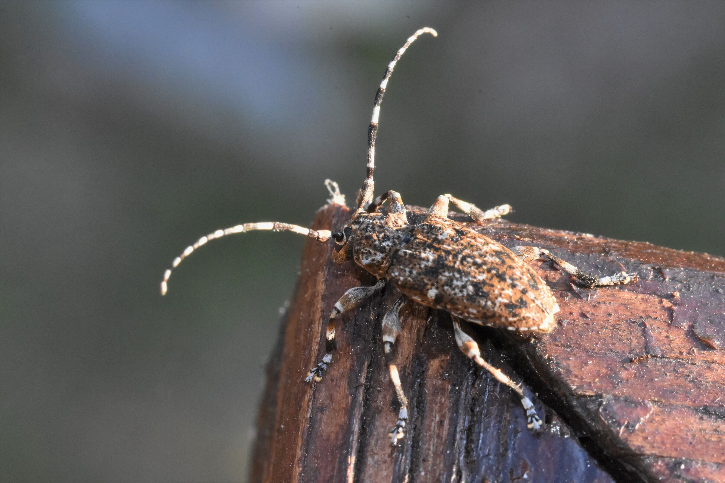 mimetismo sul poggiolo