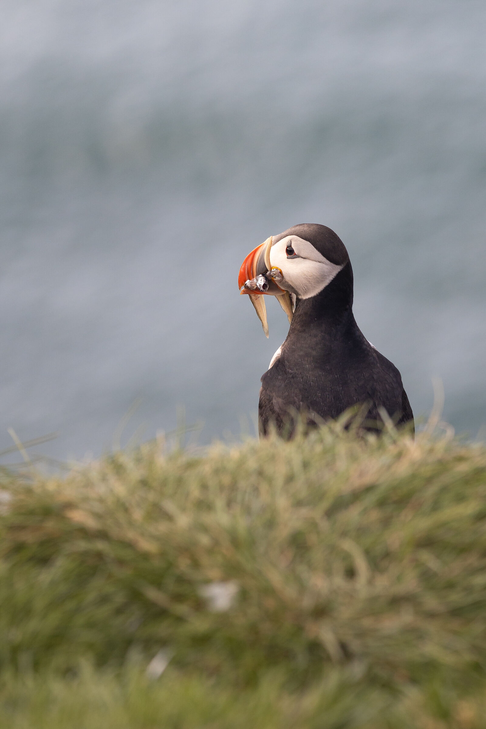 Puffin pescatore
