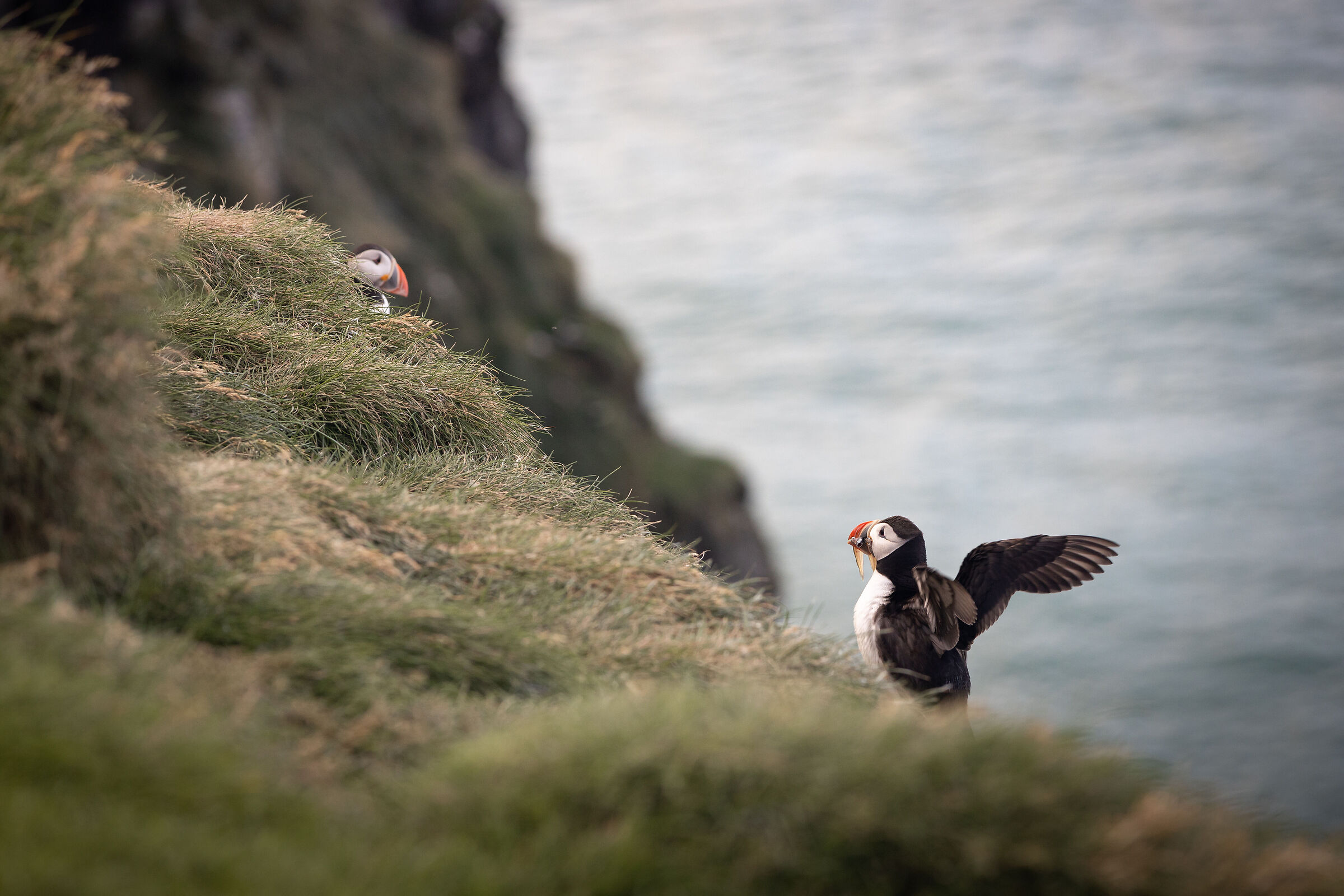 Cara, ho fatto la spesa