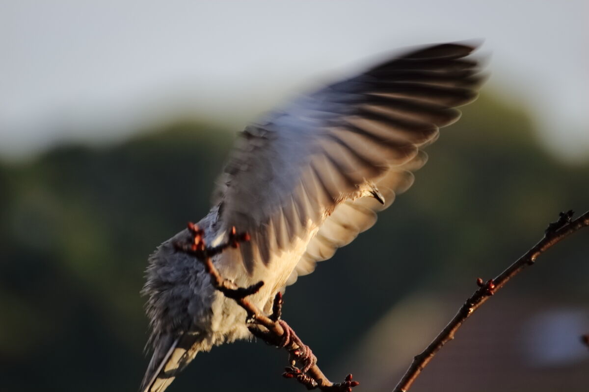 wings