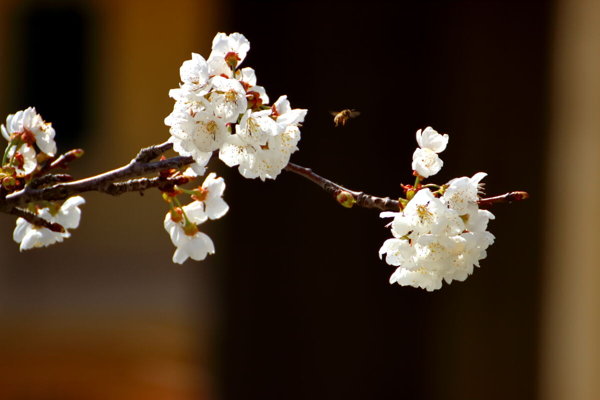 spring