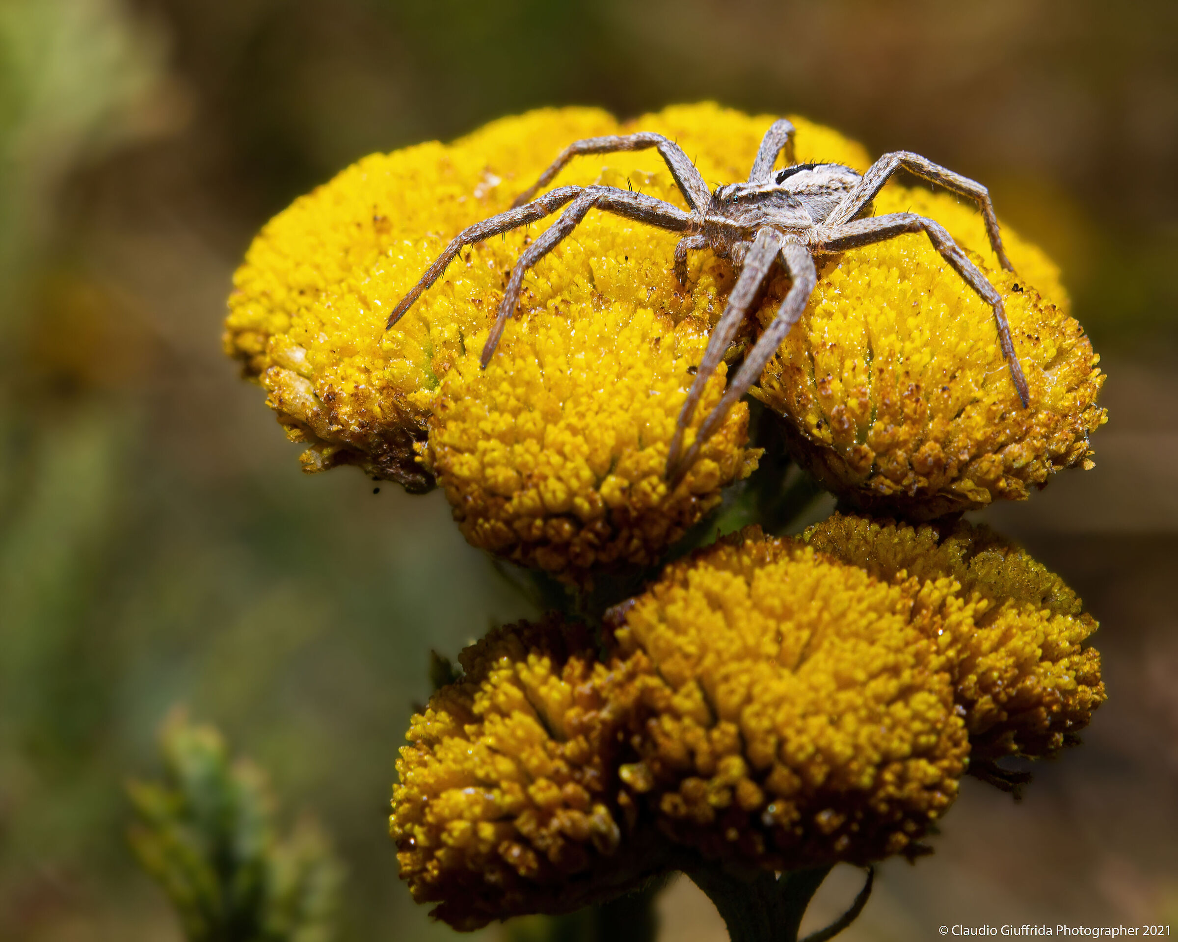 Tanacetum siculum and Thanatus vulgaris
