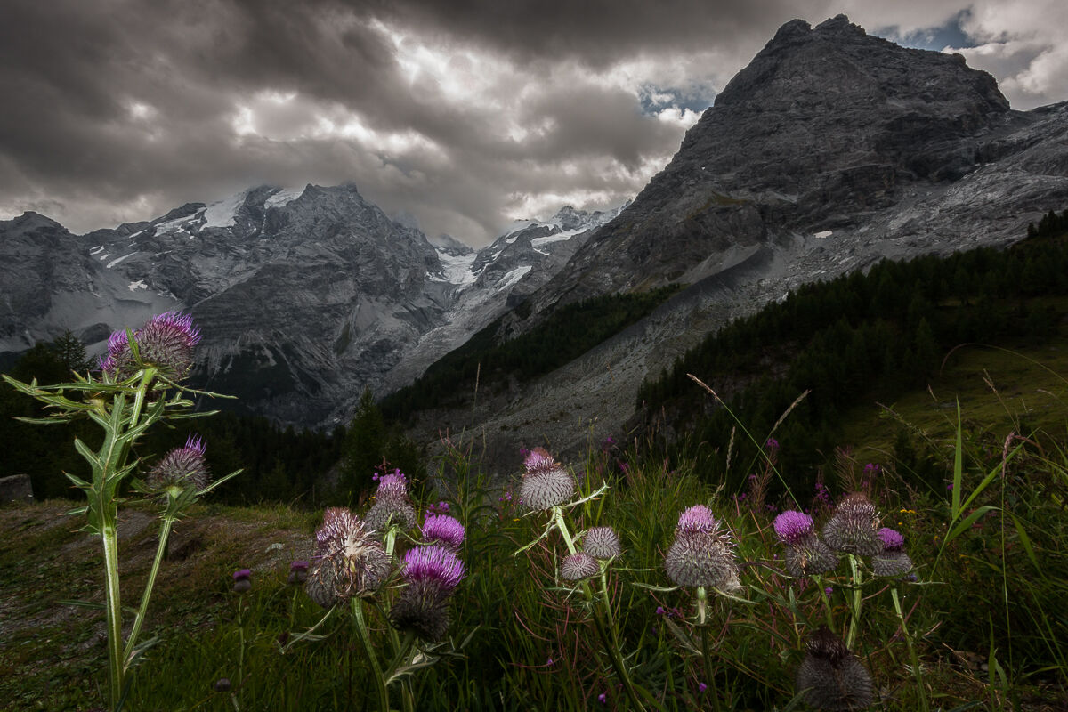 I fiori e la pietra ...