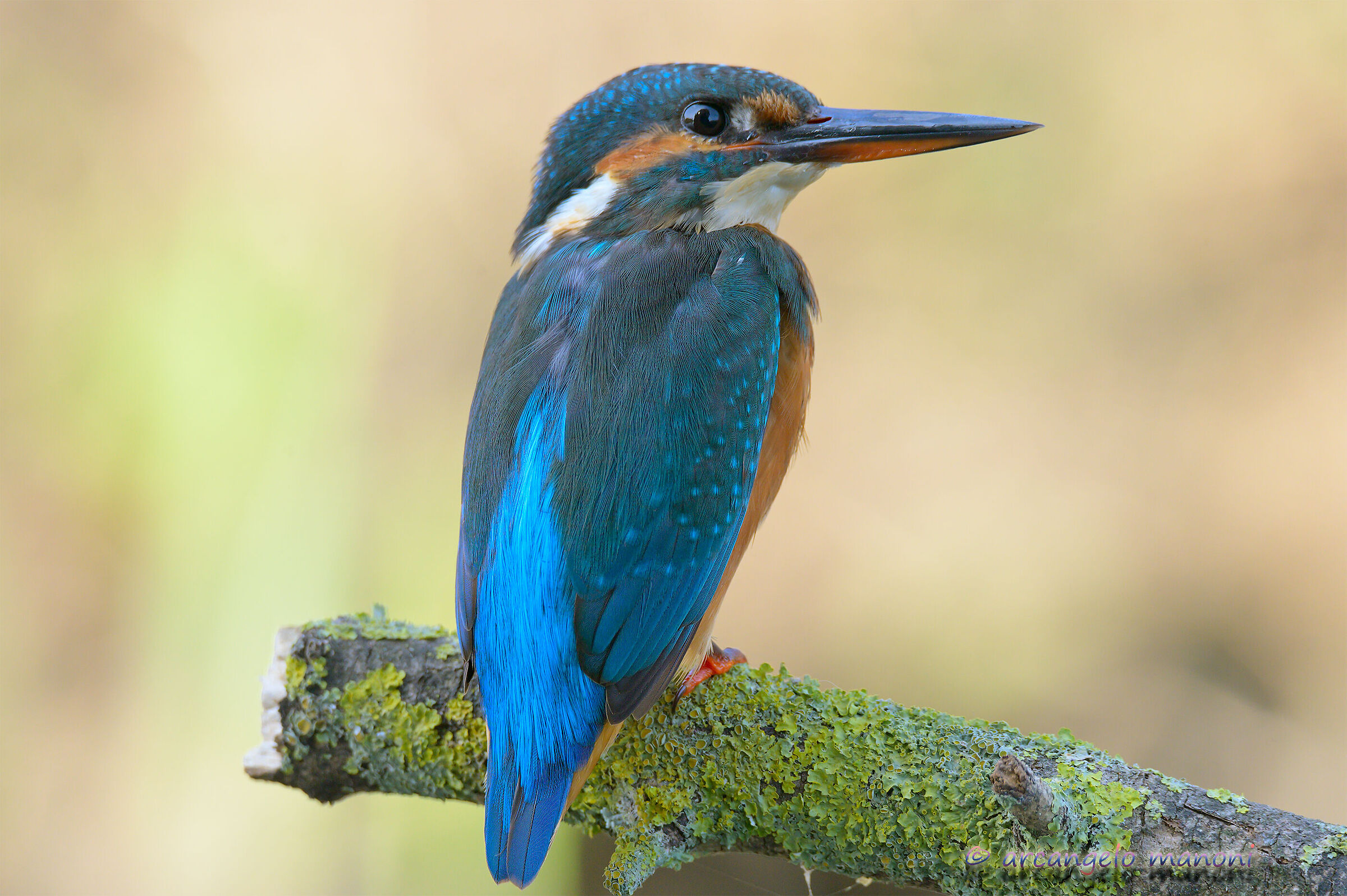 The blue lightning at rest