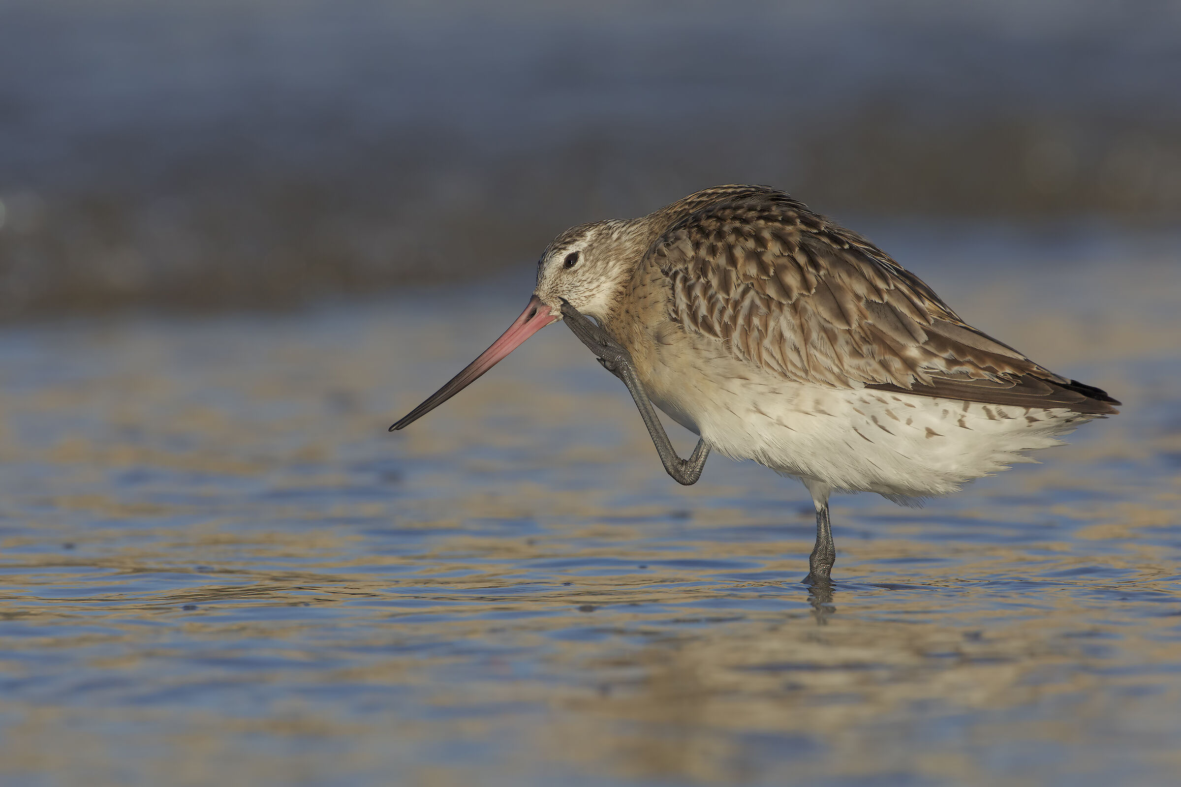 Bar-tailed godwit