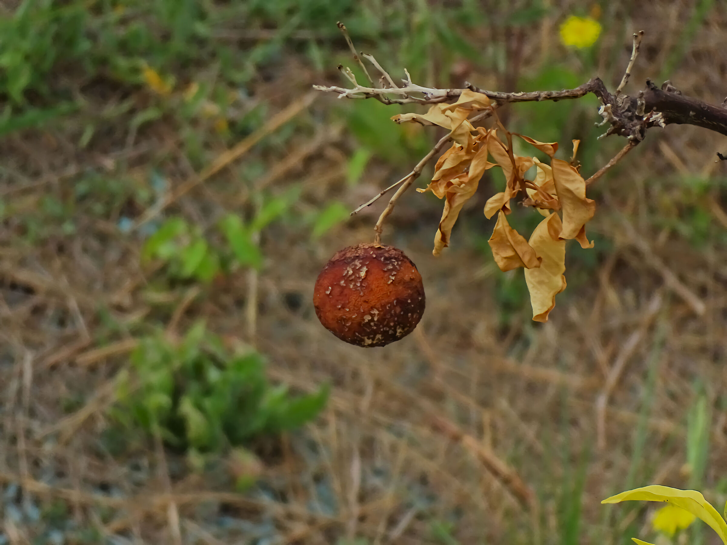 An Orange from last year